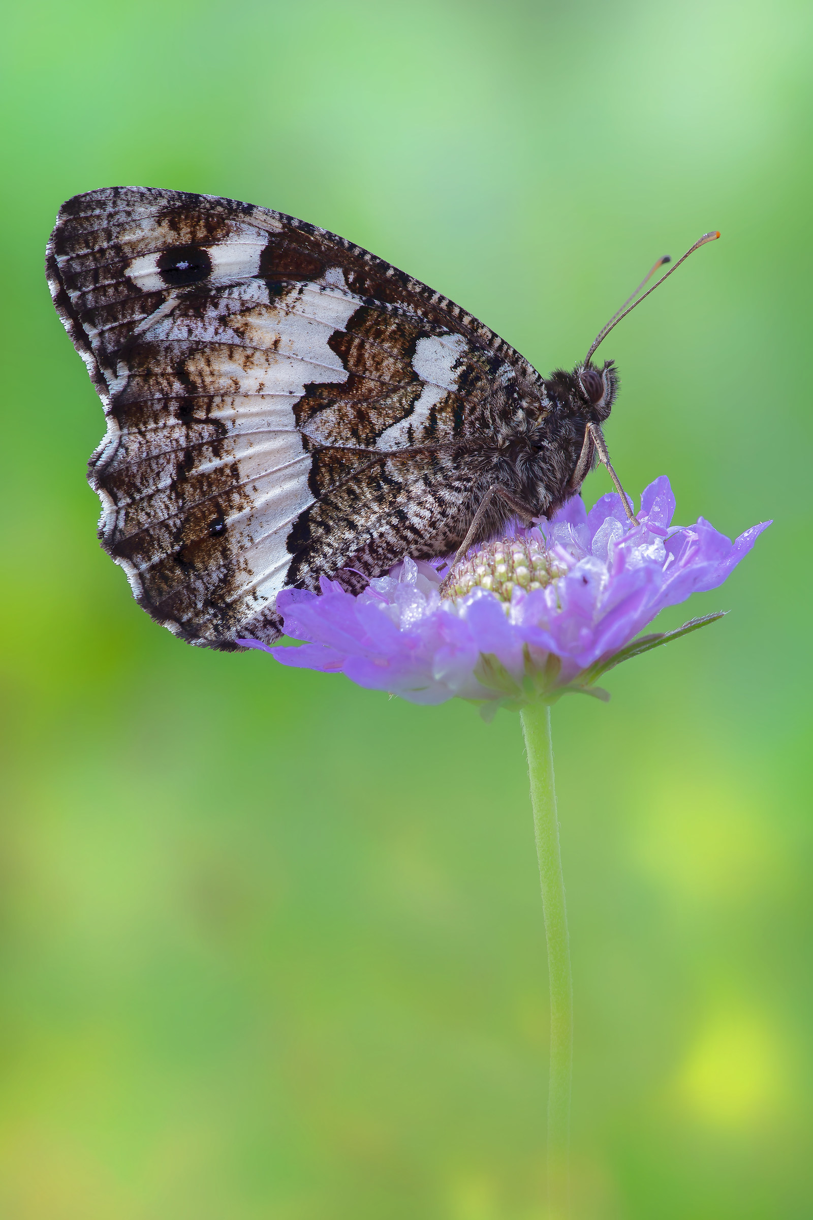 Brintesia Circe (Fabricius, 1775)