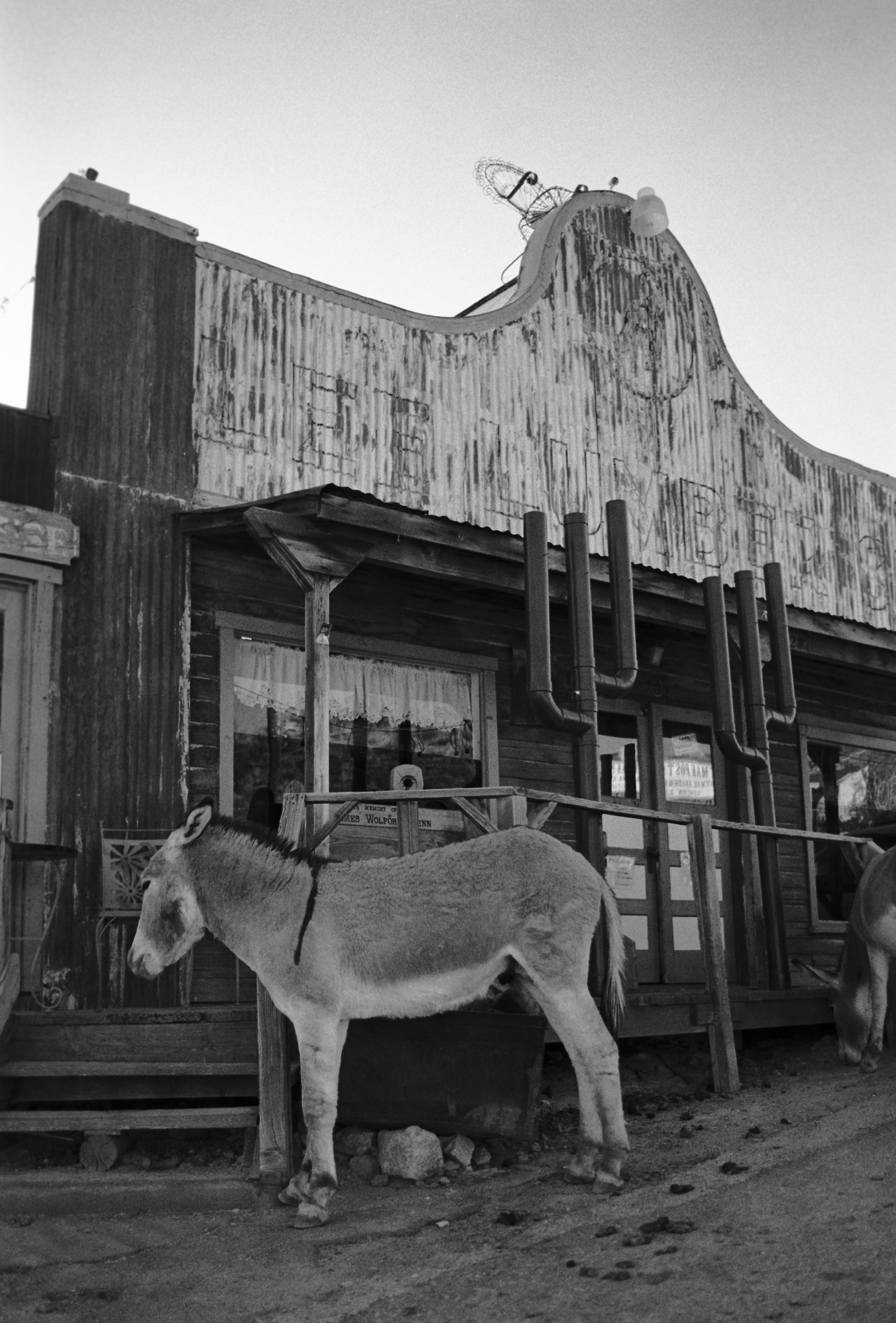 Oatman: City of Donkeys