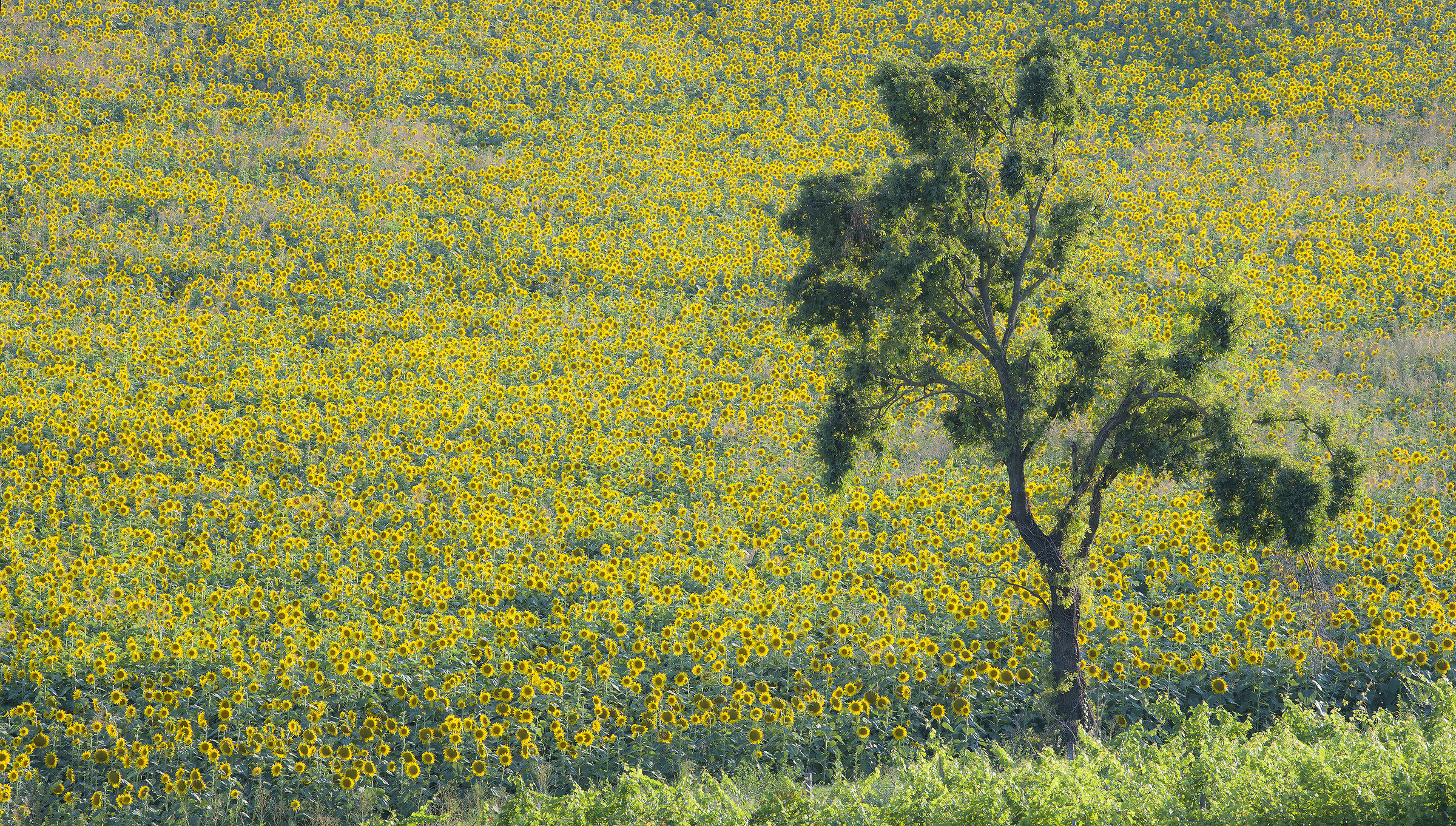 La roverella e i girasoli