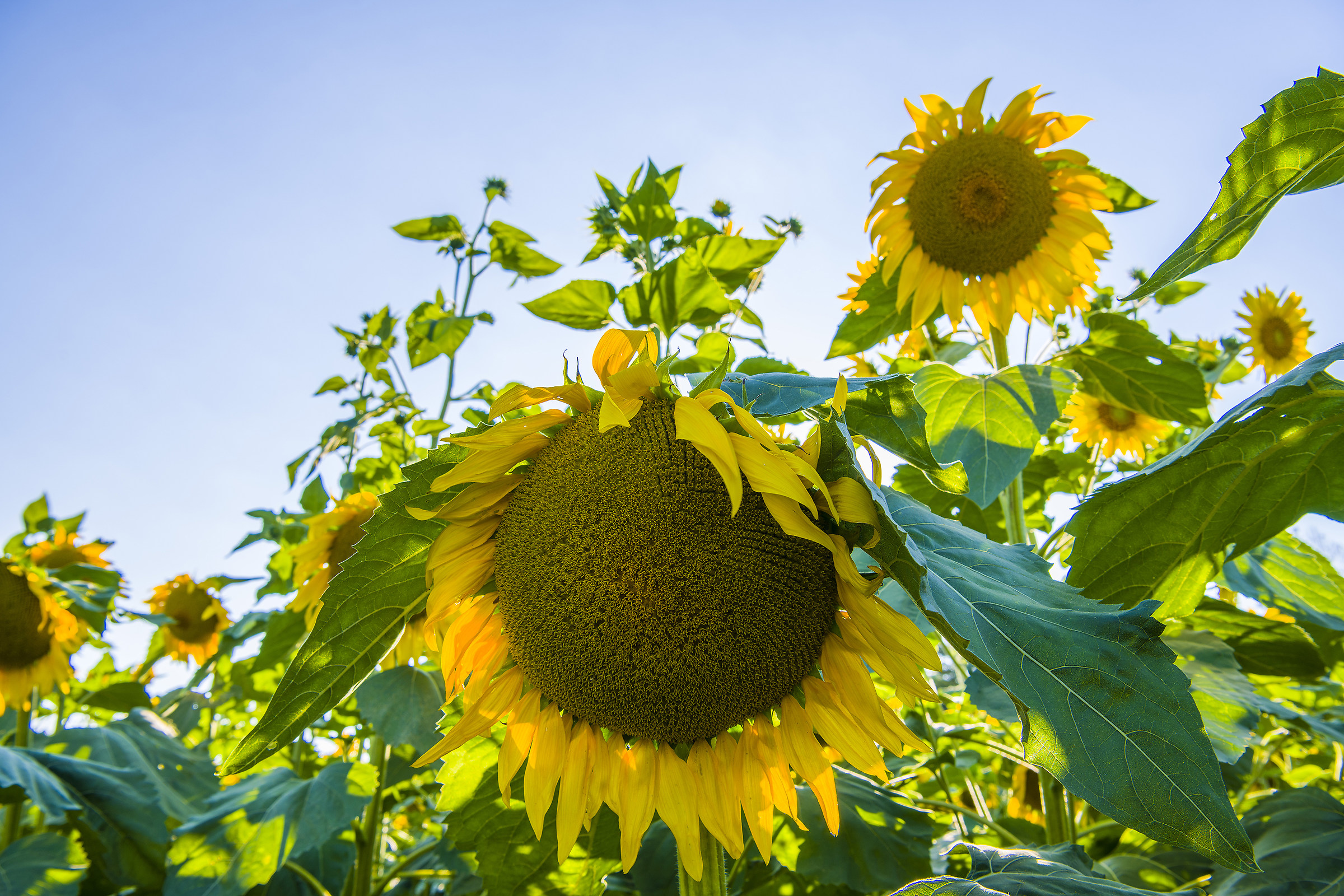 Il più grosso di tutti