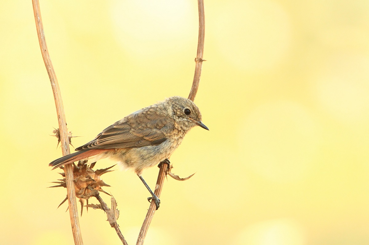 Redstart in the shade