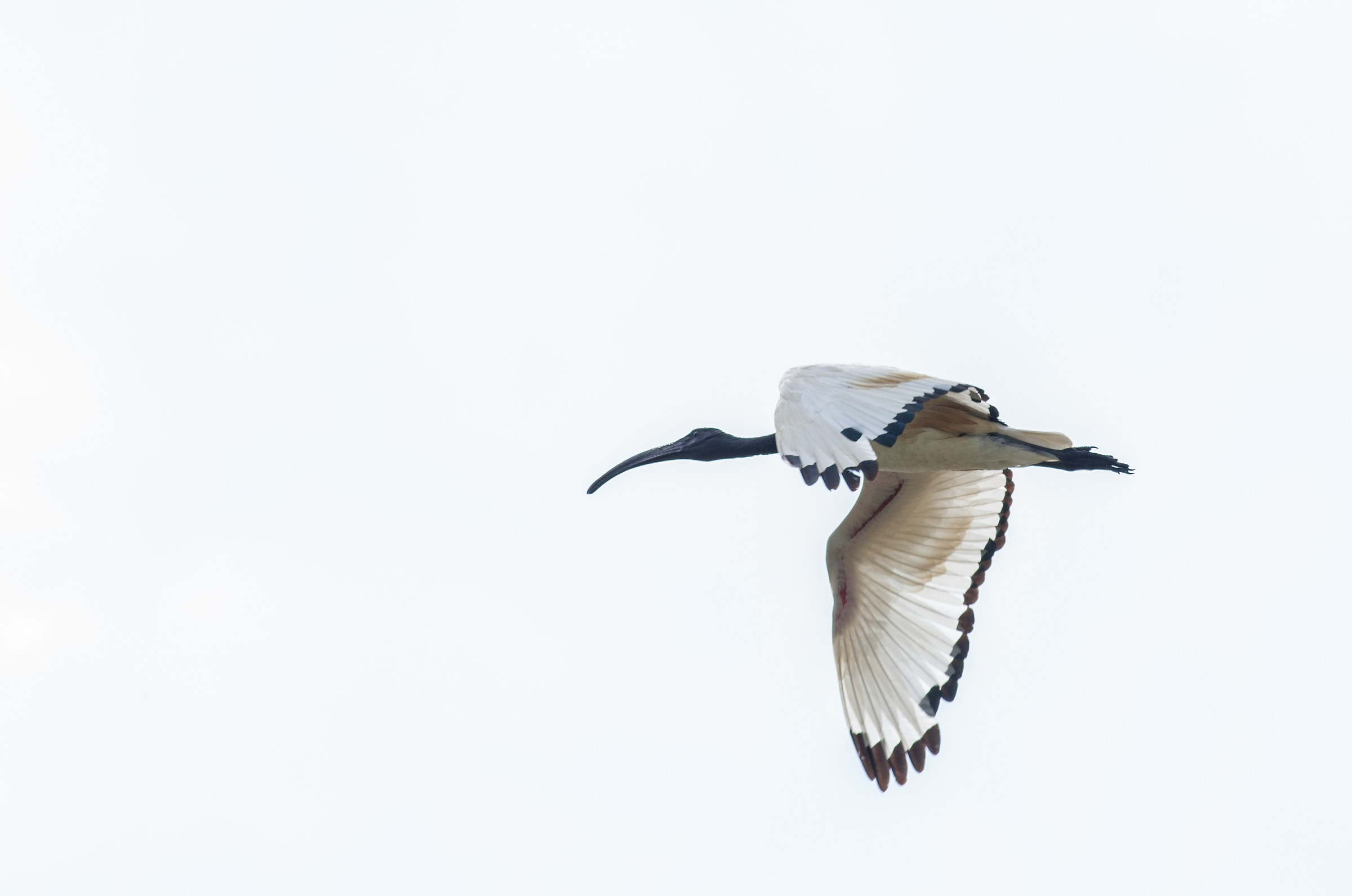 Sacred Ibis