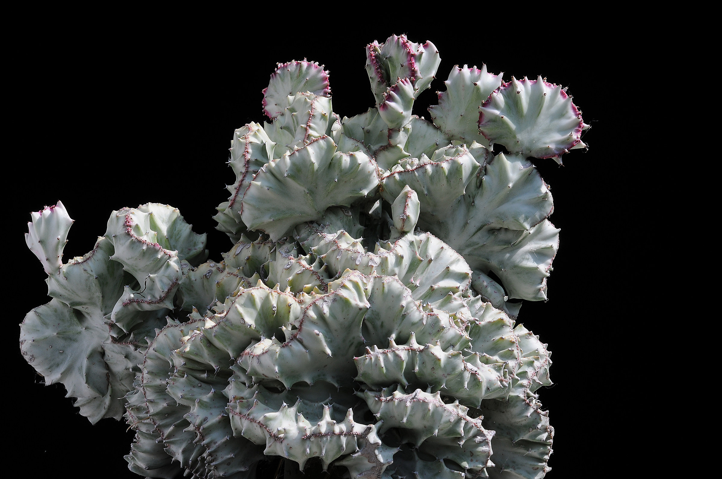 Crested Milk Eupuhorbia, v. White Ghost