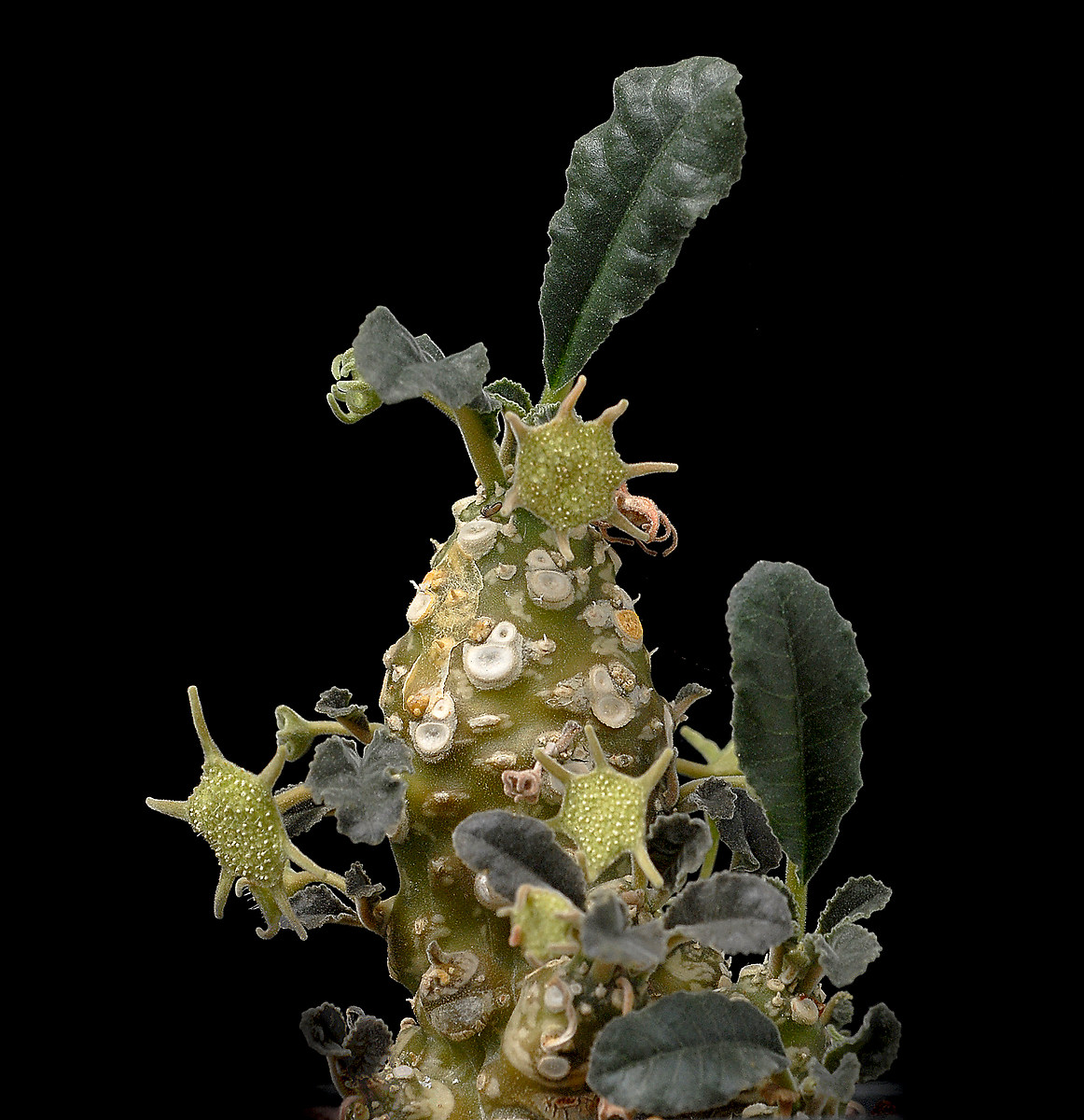 Dorstenia, cultivar