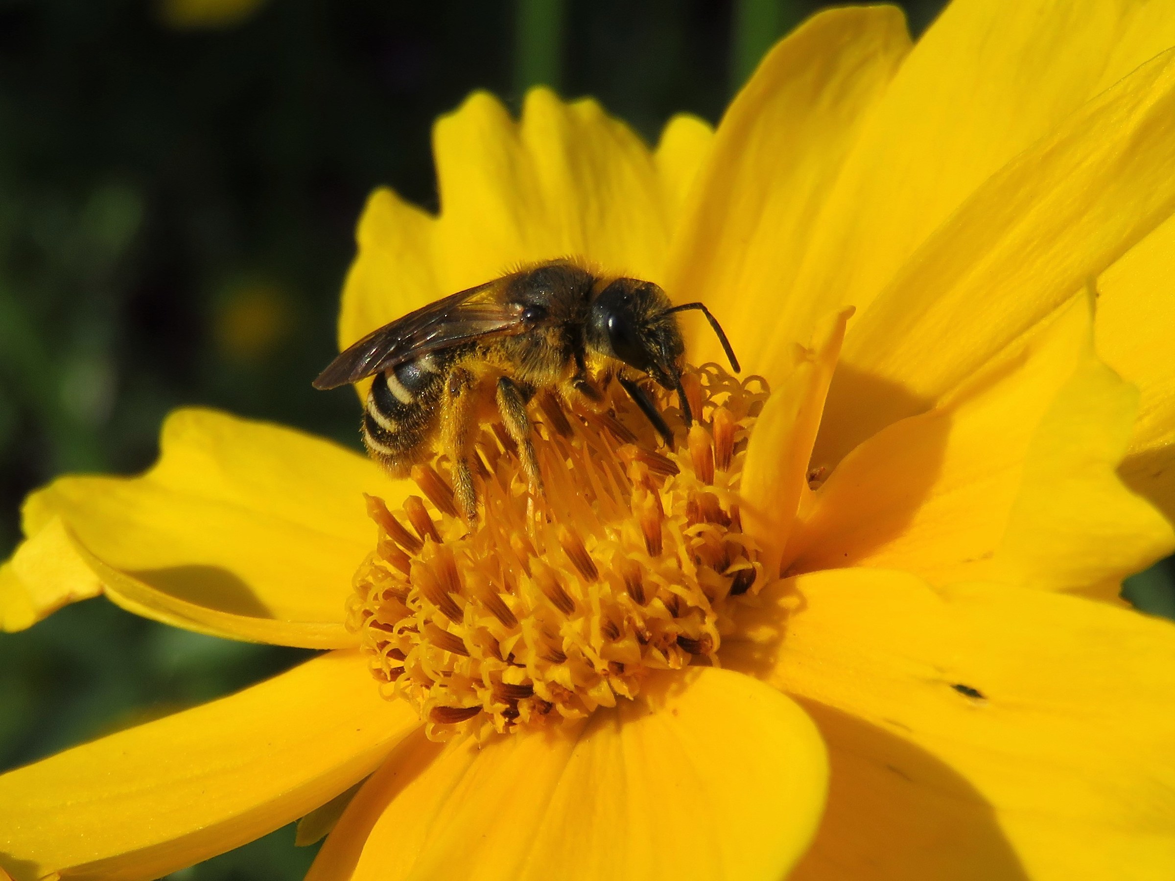 03.06.2018 Bumblebee at work