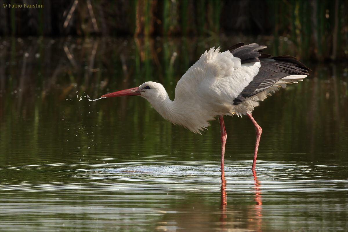 Lo sputo della Cicogna