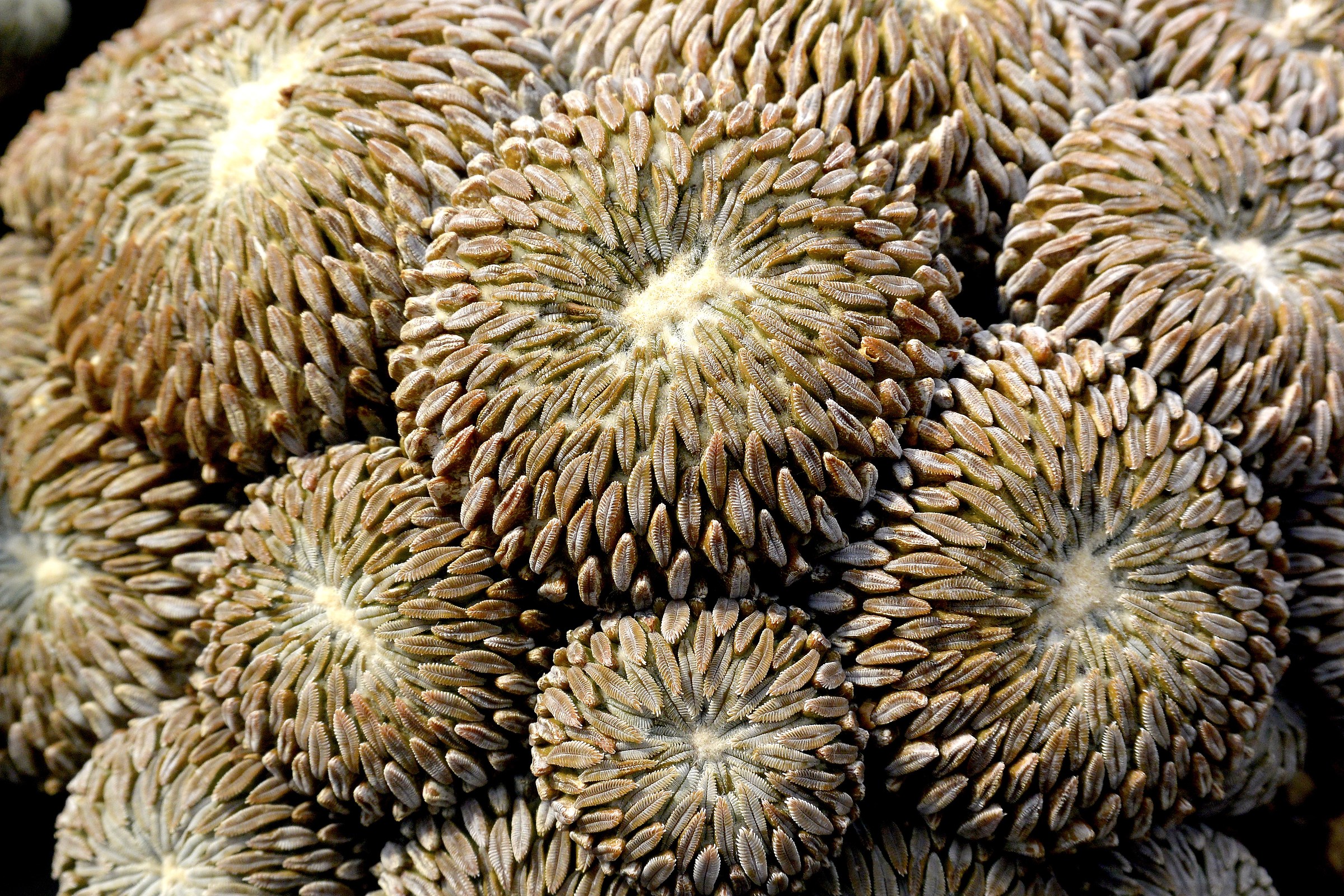 Pelecyphora Aselliformis