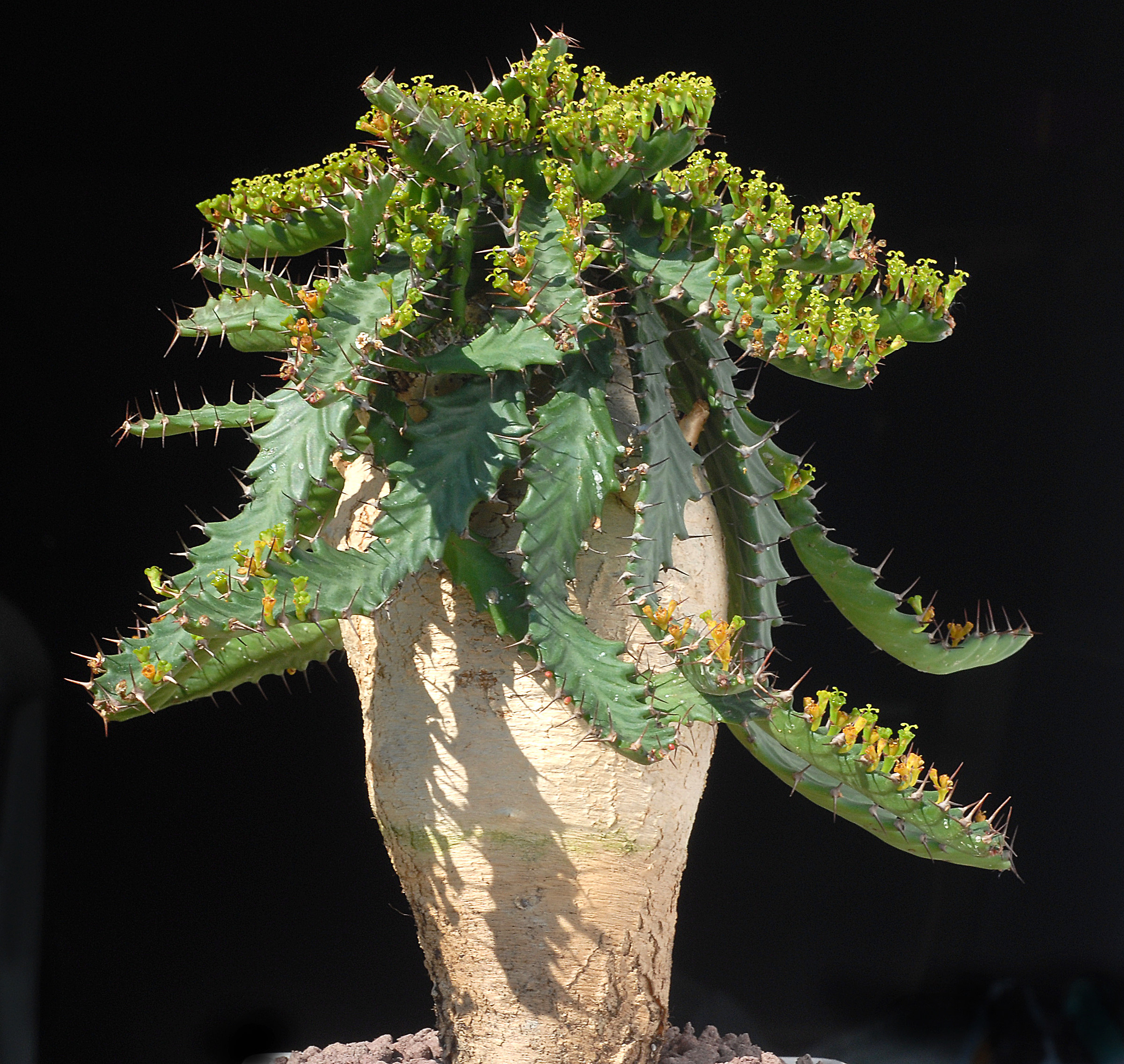 Euphorbia Stare