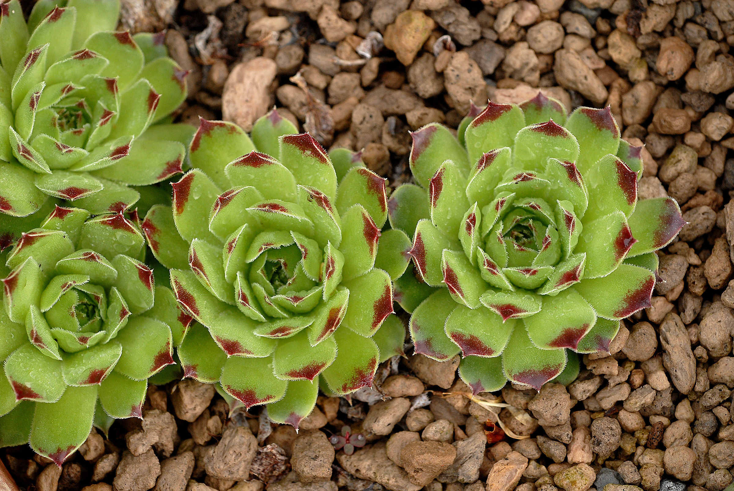 Sempervivum sp.
