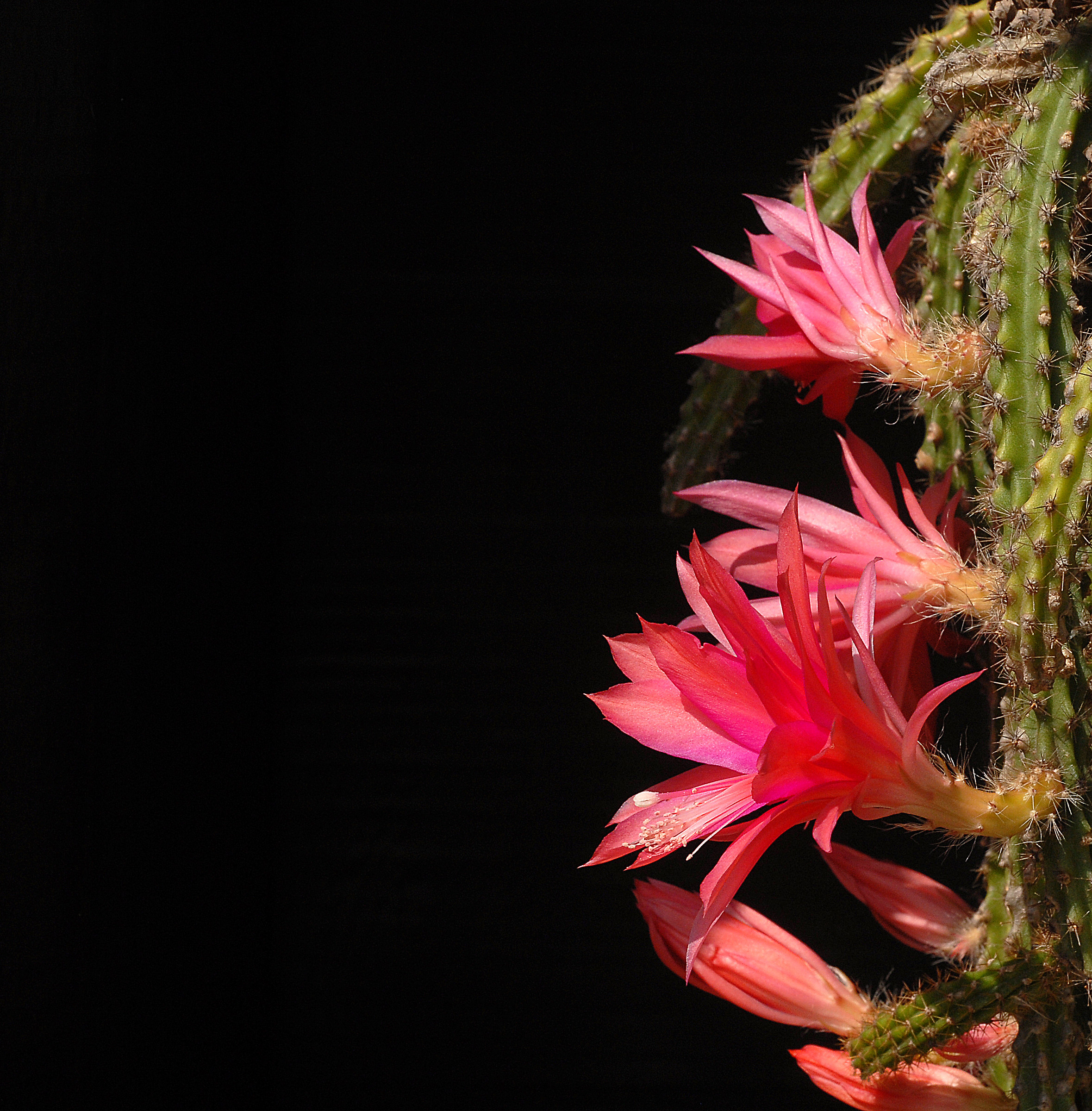 Aporocactus sp.