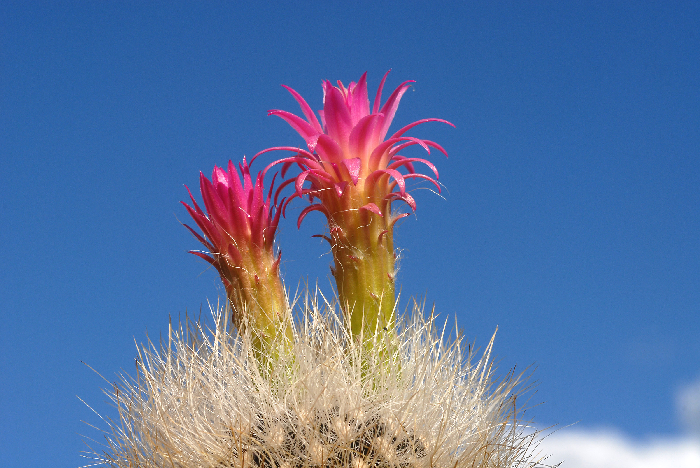 From Bolivia with fury