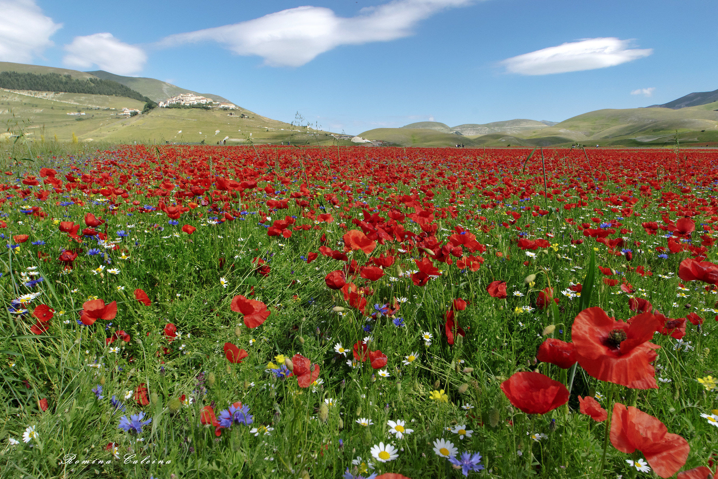 Fioritura 2018 Castelluccio