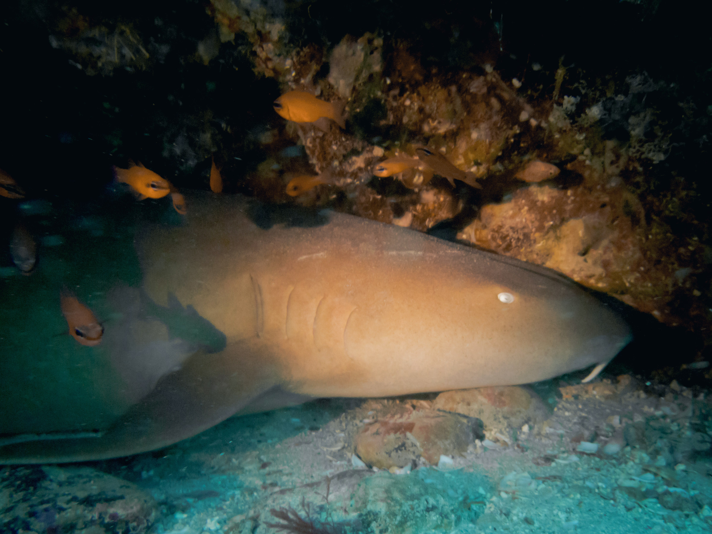 Ginglymostoma cirratum