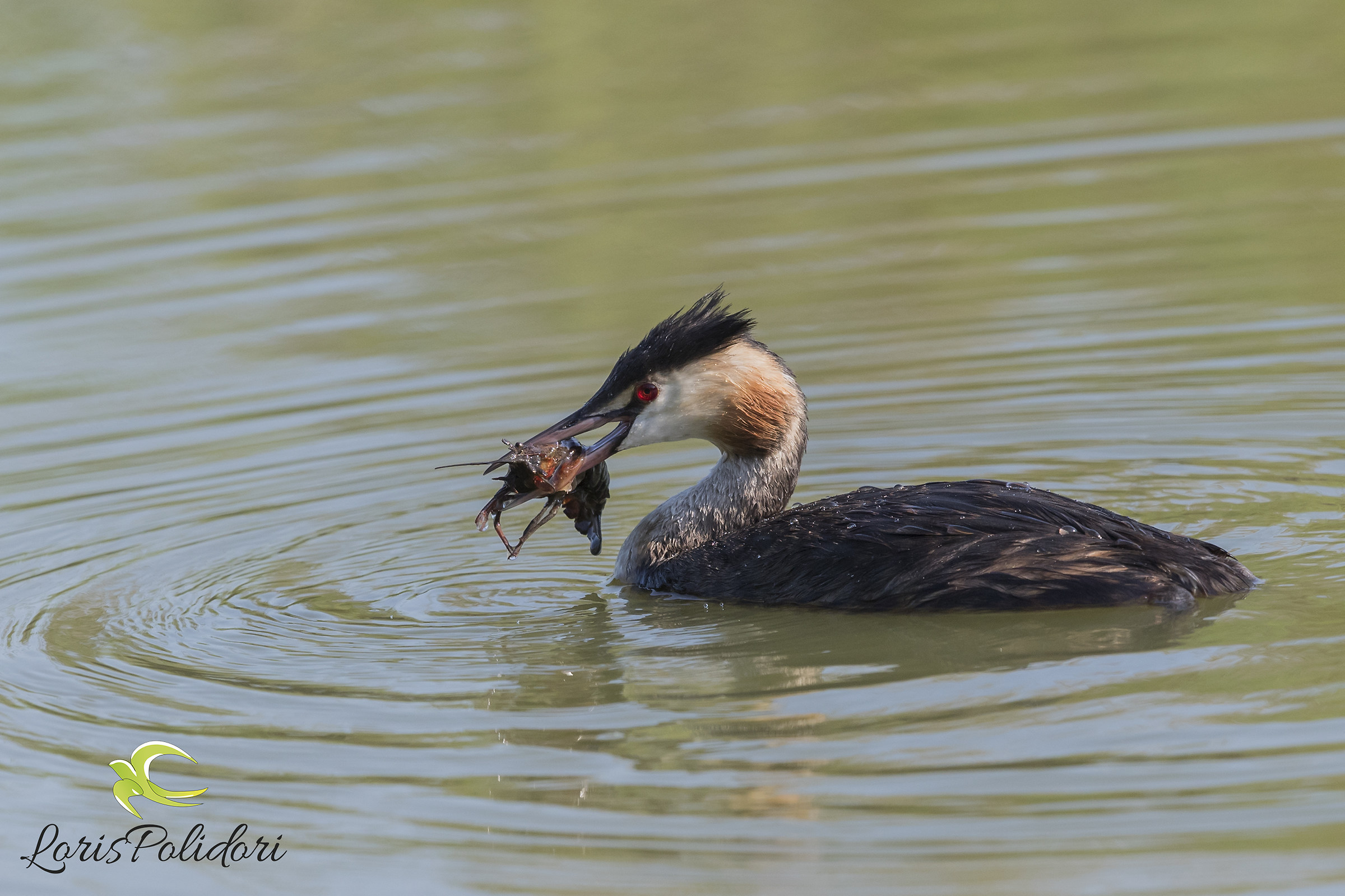 Grebe