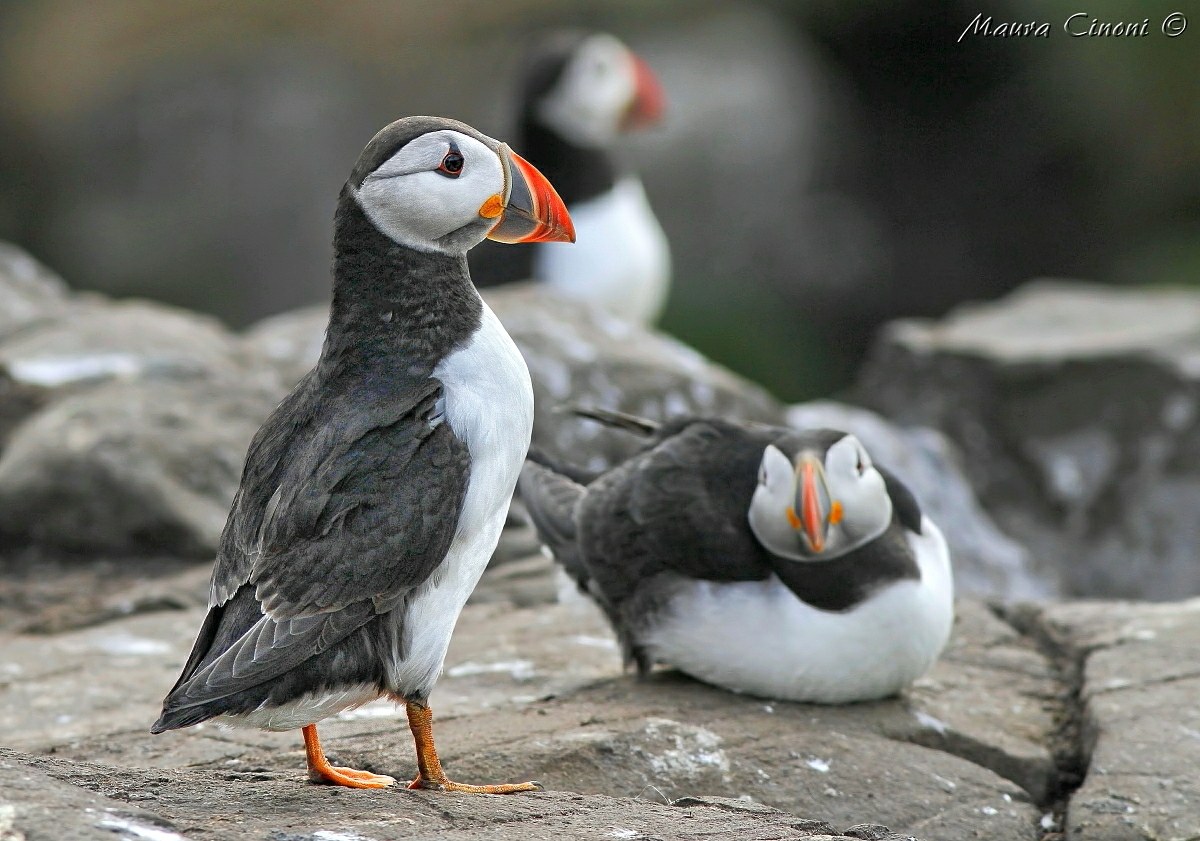 Puffins