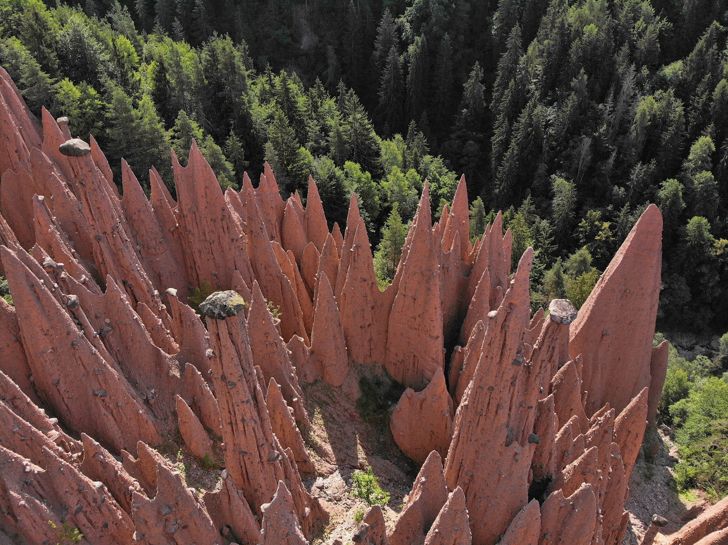 Green and pink conifers