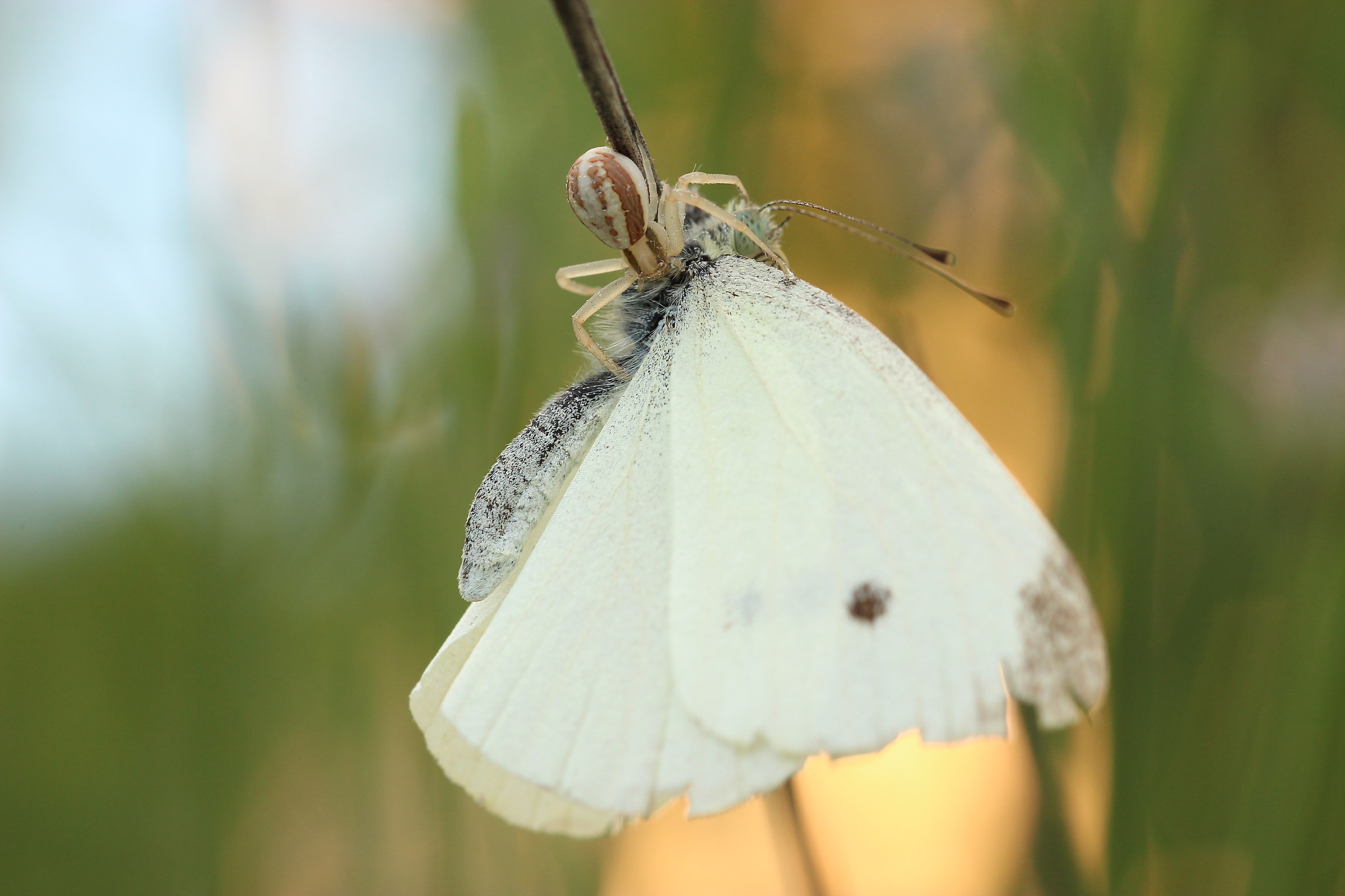 I meccanismi della natura