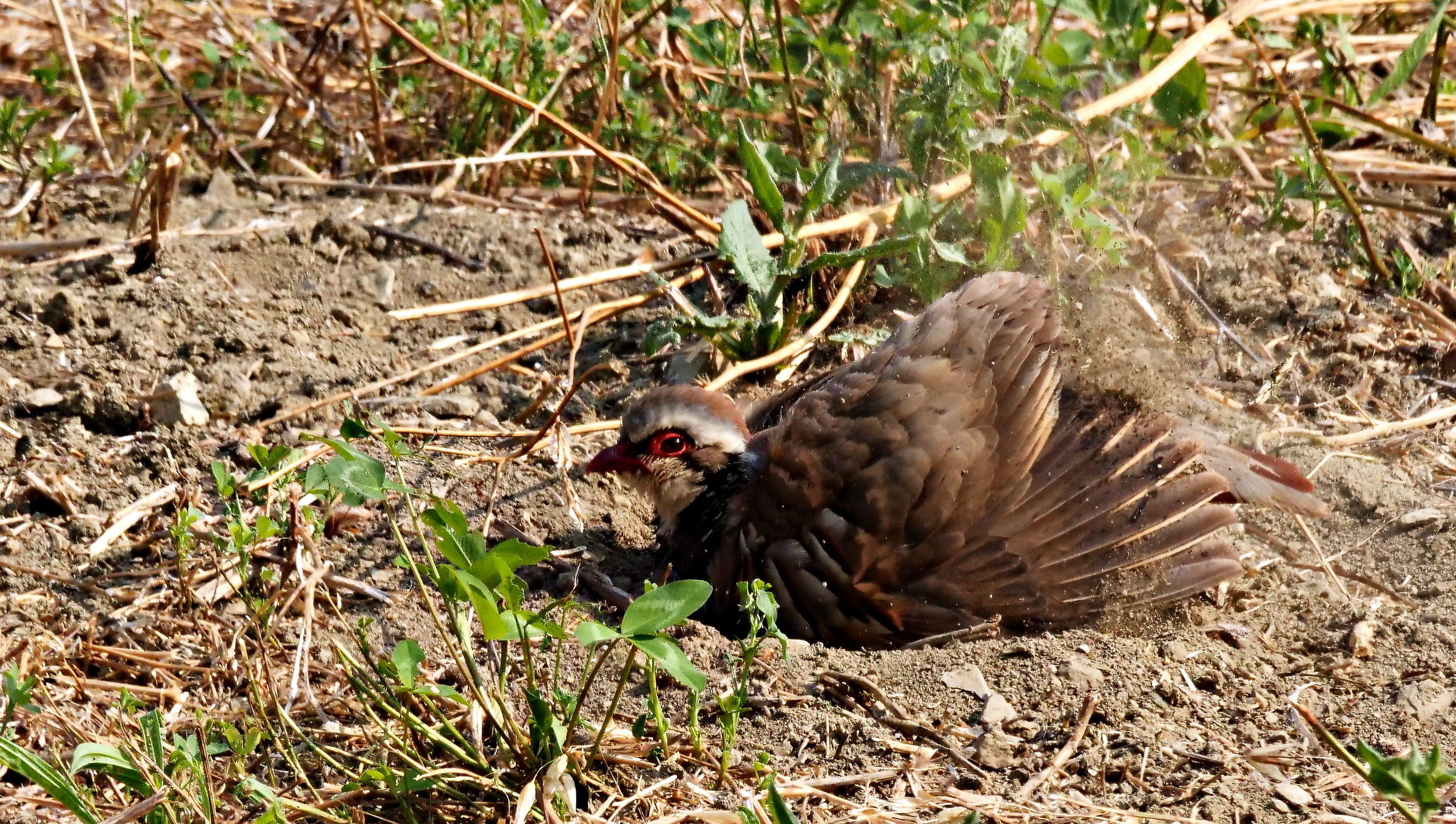 trattamento antiparassitario