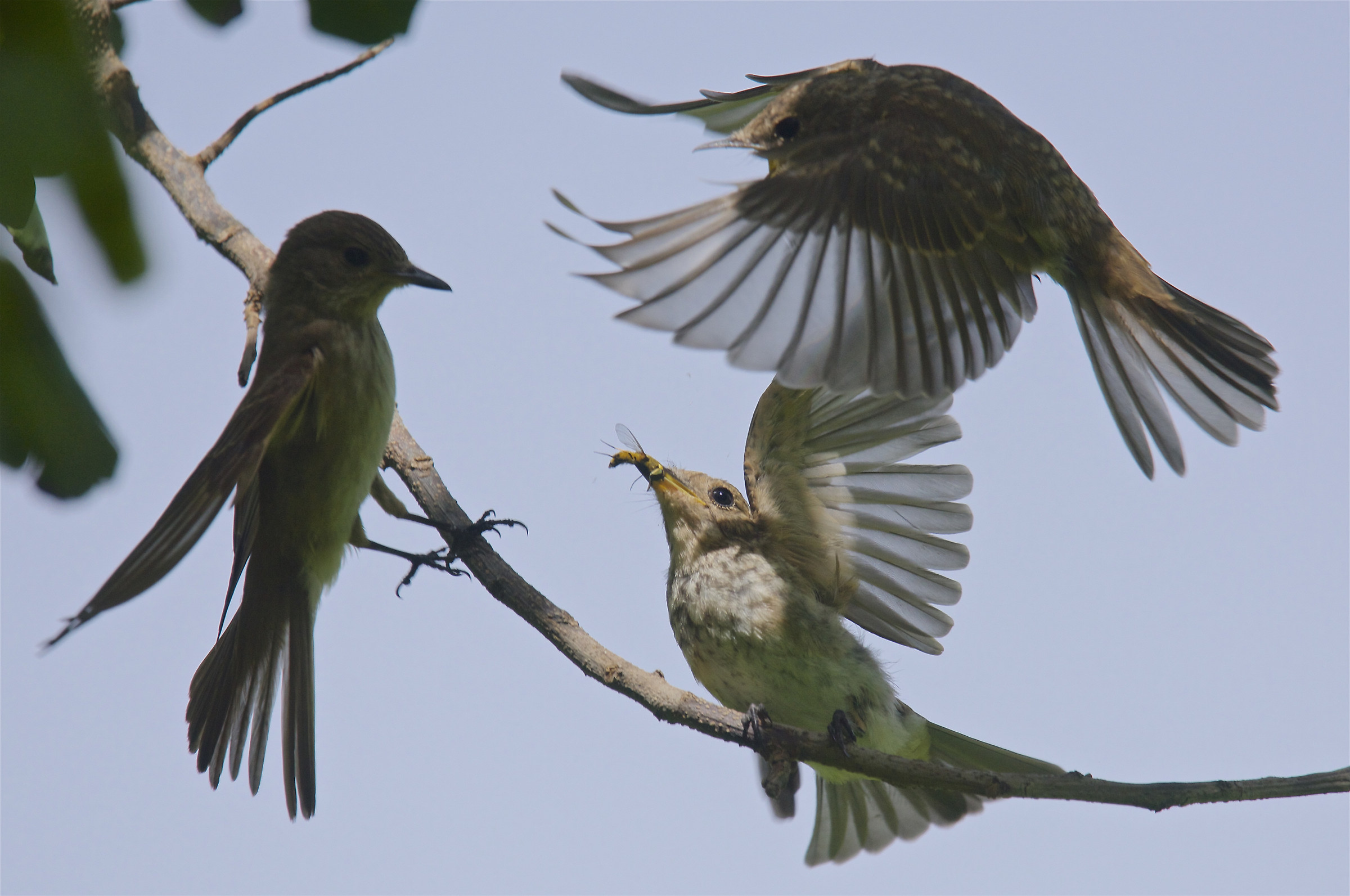 Le acrobazie dei pigliamosche