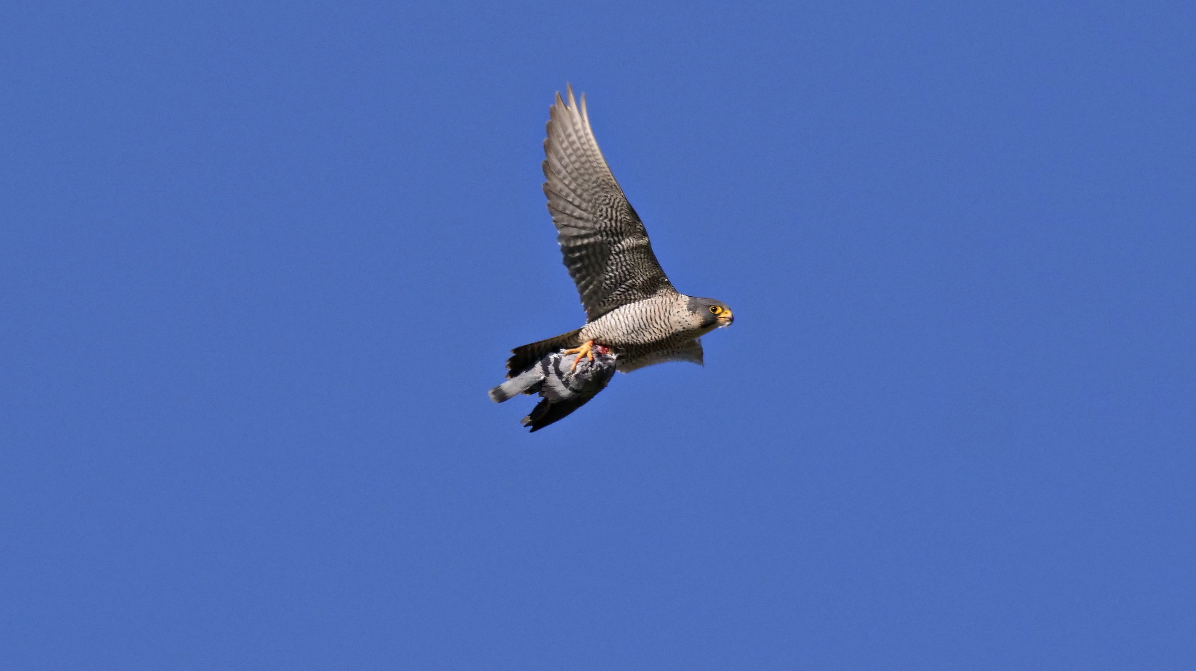 pellegrino soddisfatto