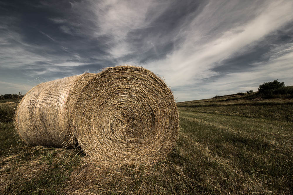 balle di fieno