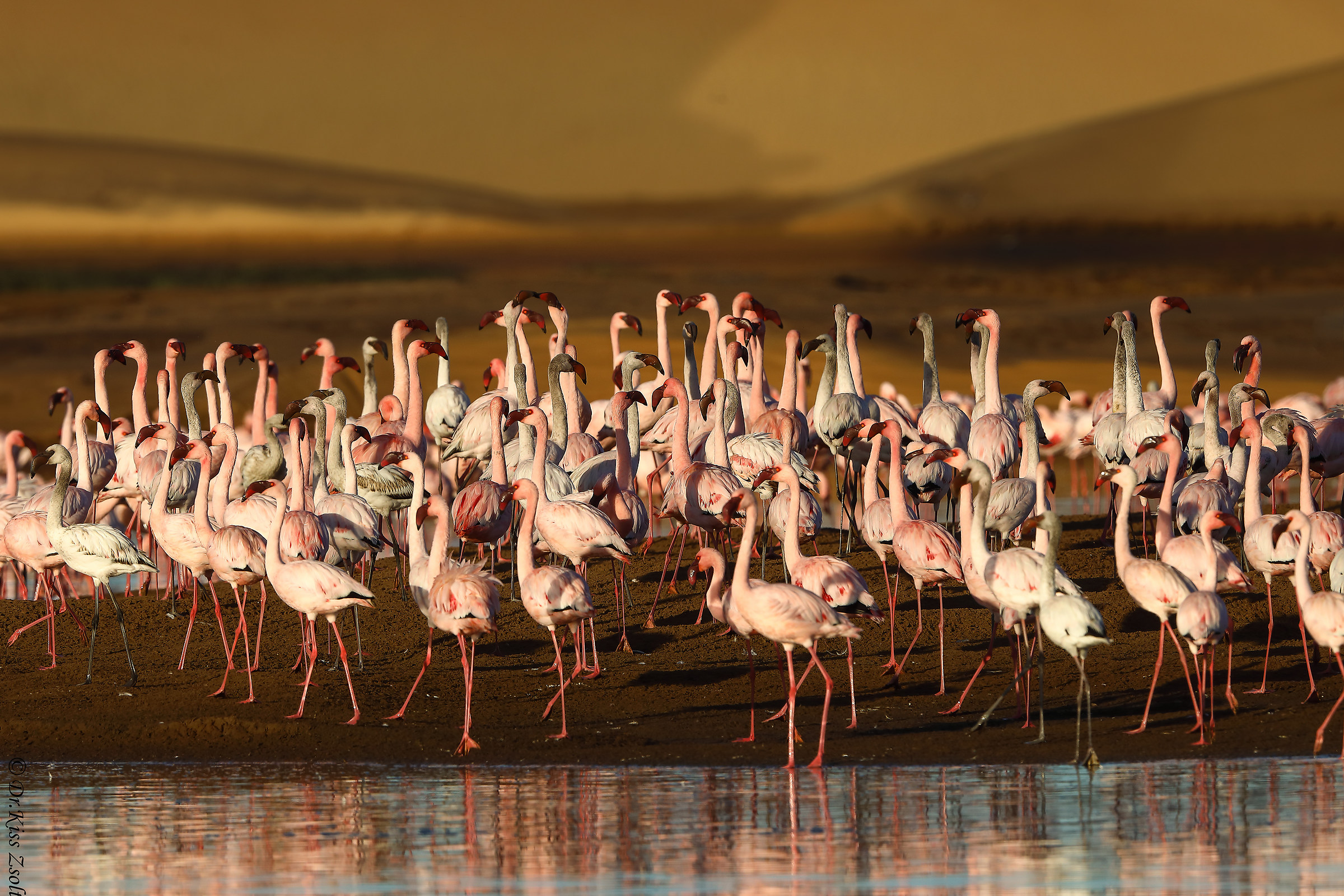 Lesser flamingos in morning lights