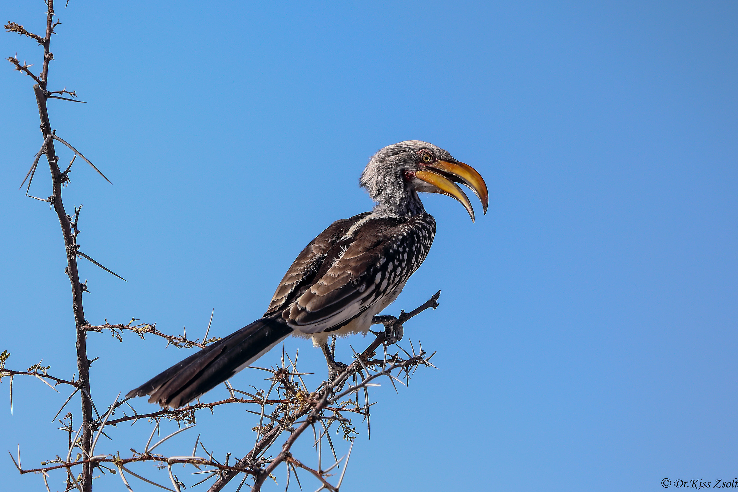 Southern yellow-billed hornbill