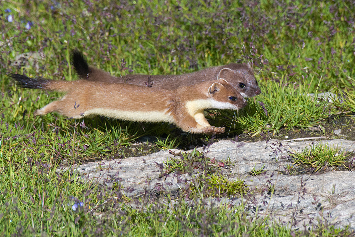 Sincronma Race (stoats)