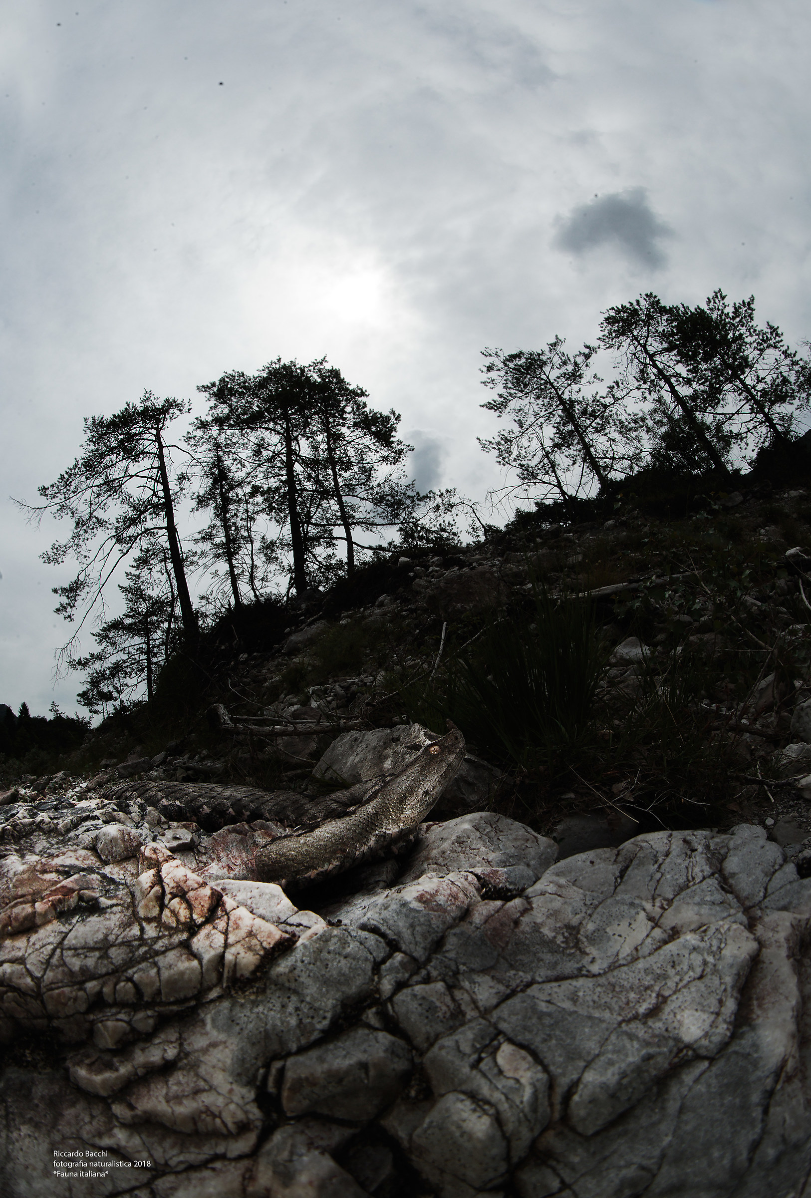 Vipera dal Corno controluce