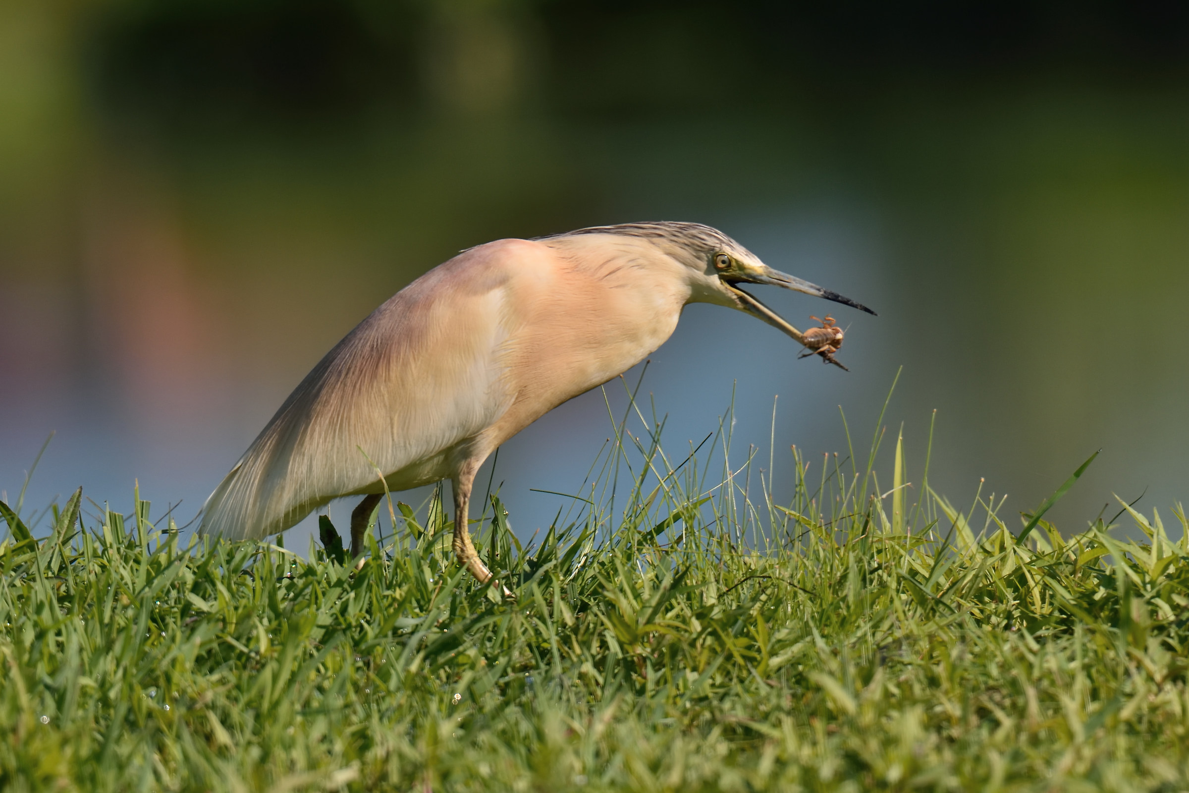 Oggi a pranzo gamberi !!!