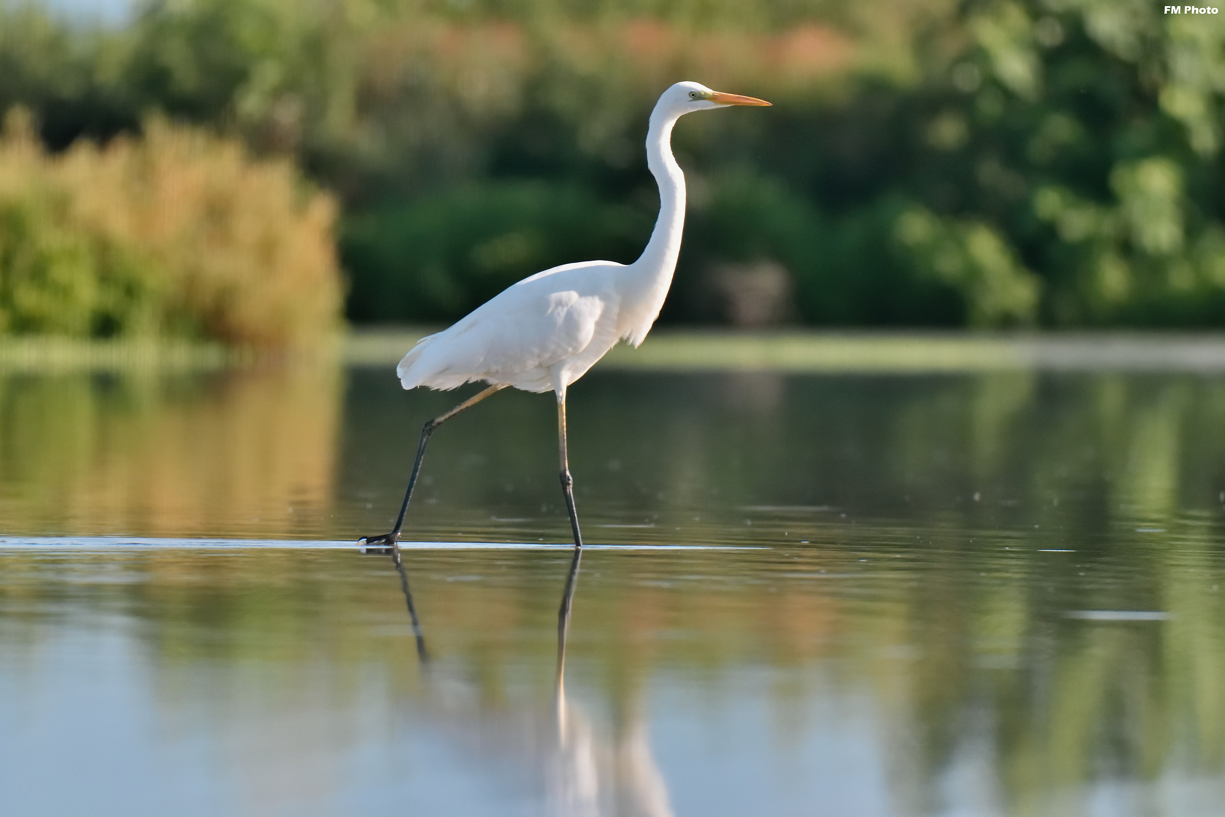 La Ballerina della Risaia