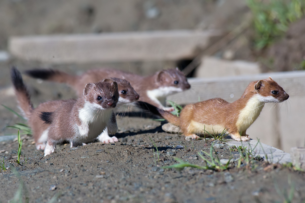 Hyperkinetic family (Ermine)