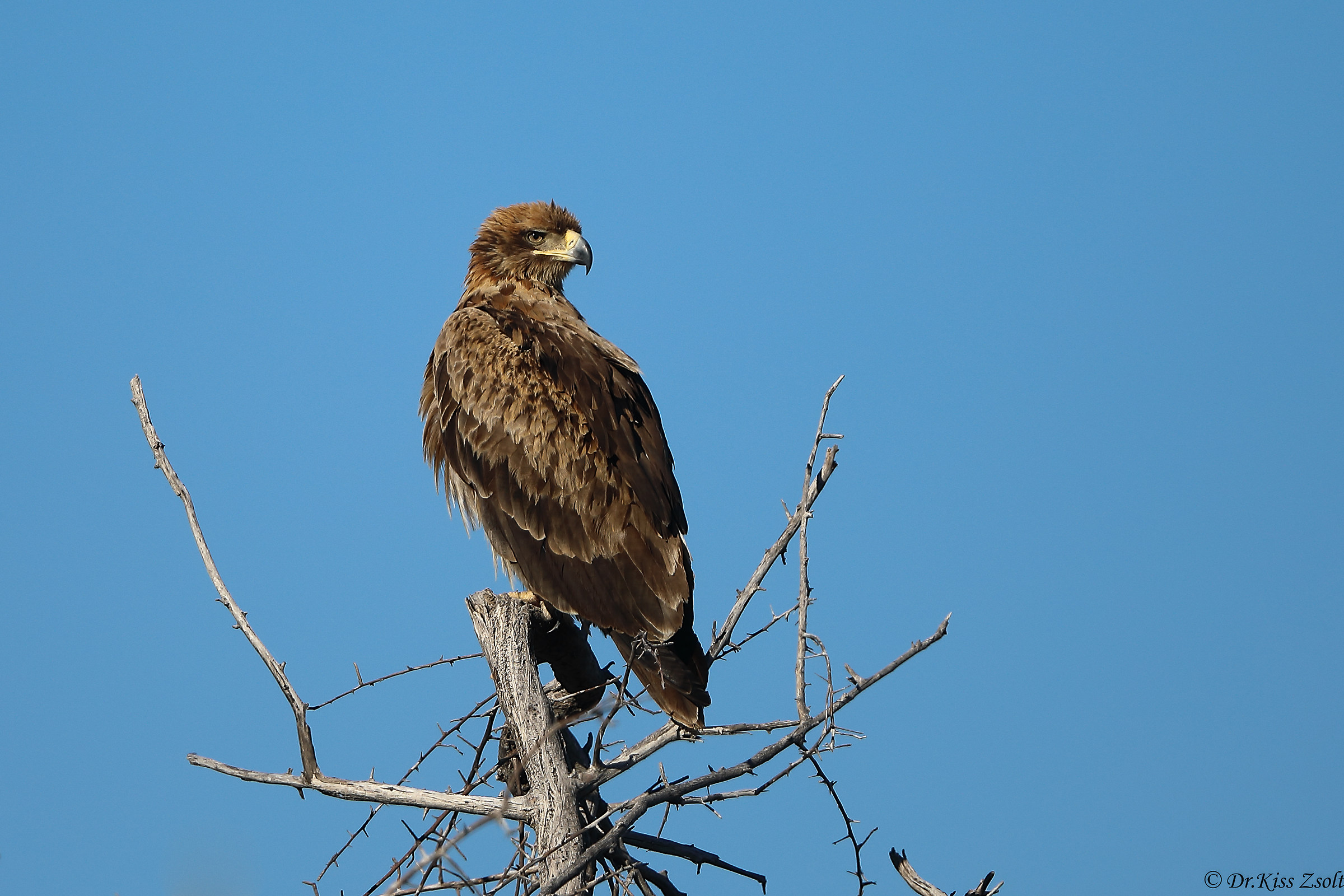 Tawny eagle