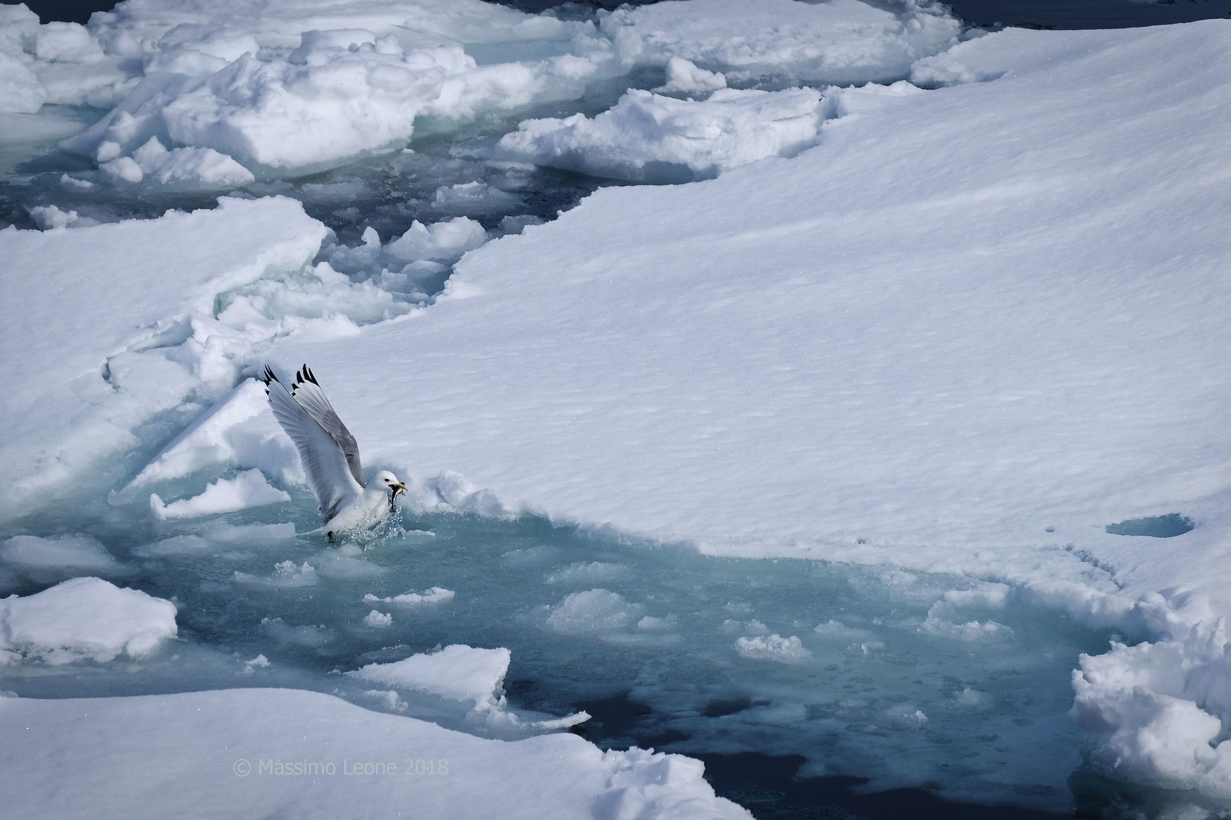 Pesca nel Mar Glaciale Artico