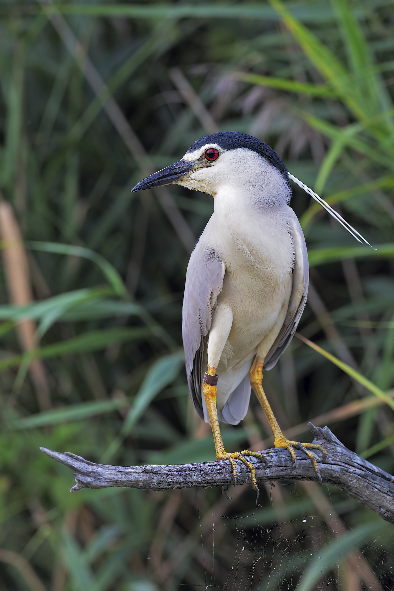 The star of the Oasis