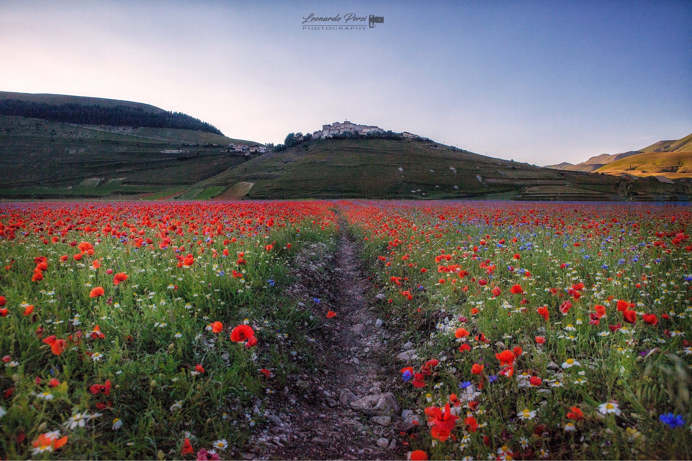 Castelluccio e la sua fioritura...