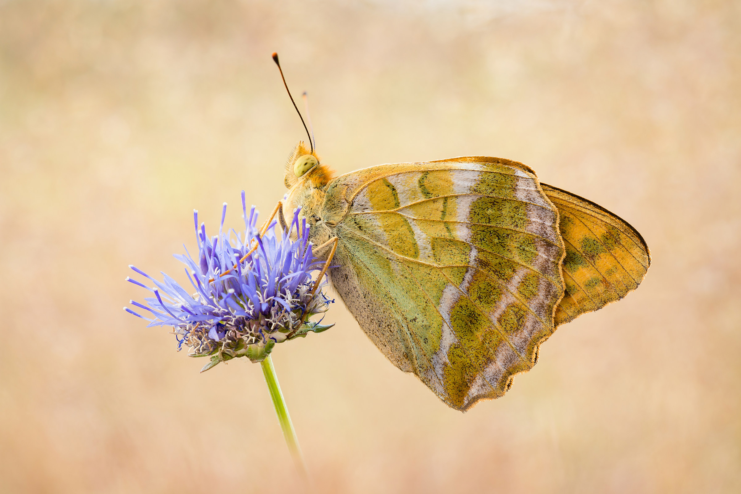 Argynnis paphia