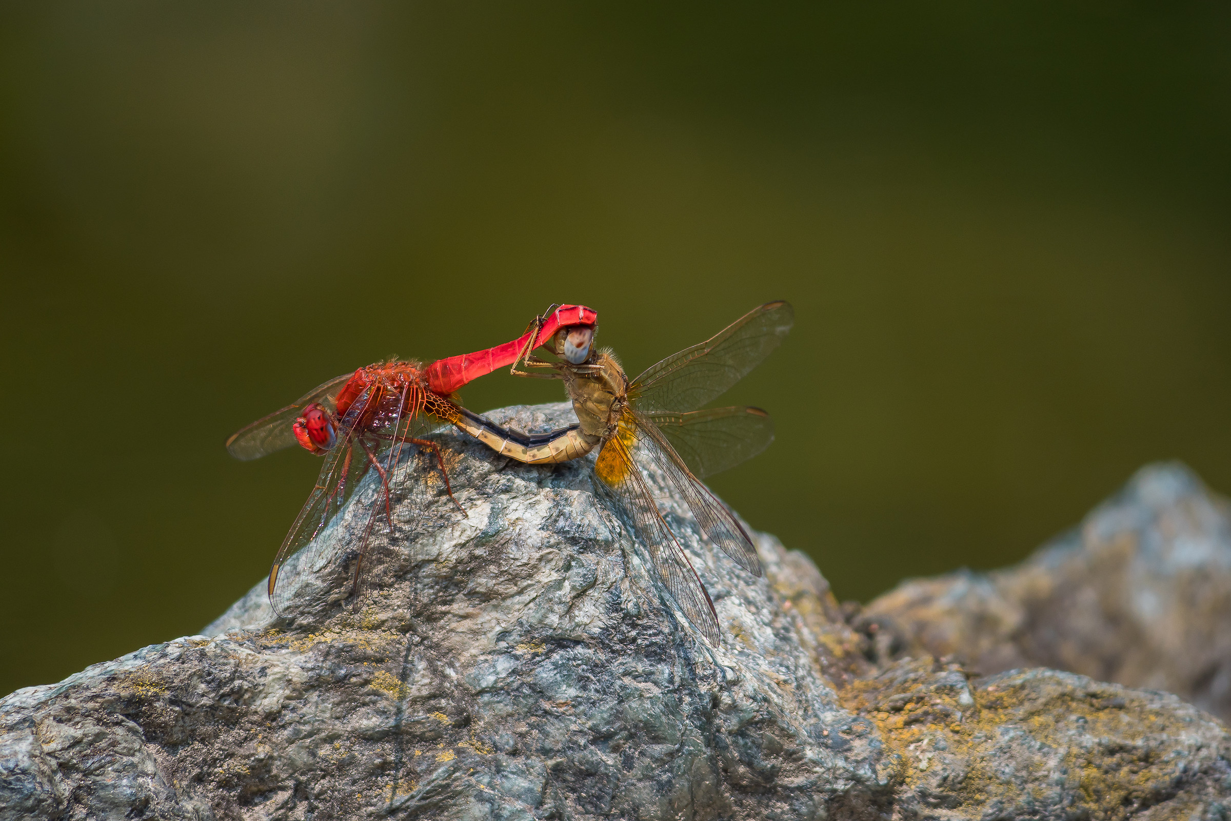 Kamasutra n° 2 quoziente elevato di difficoltà......