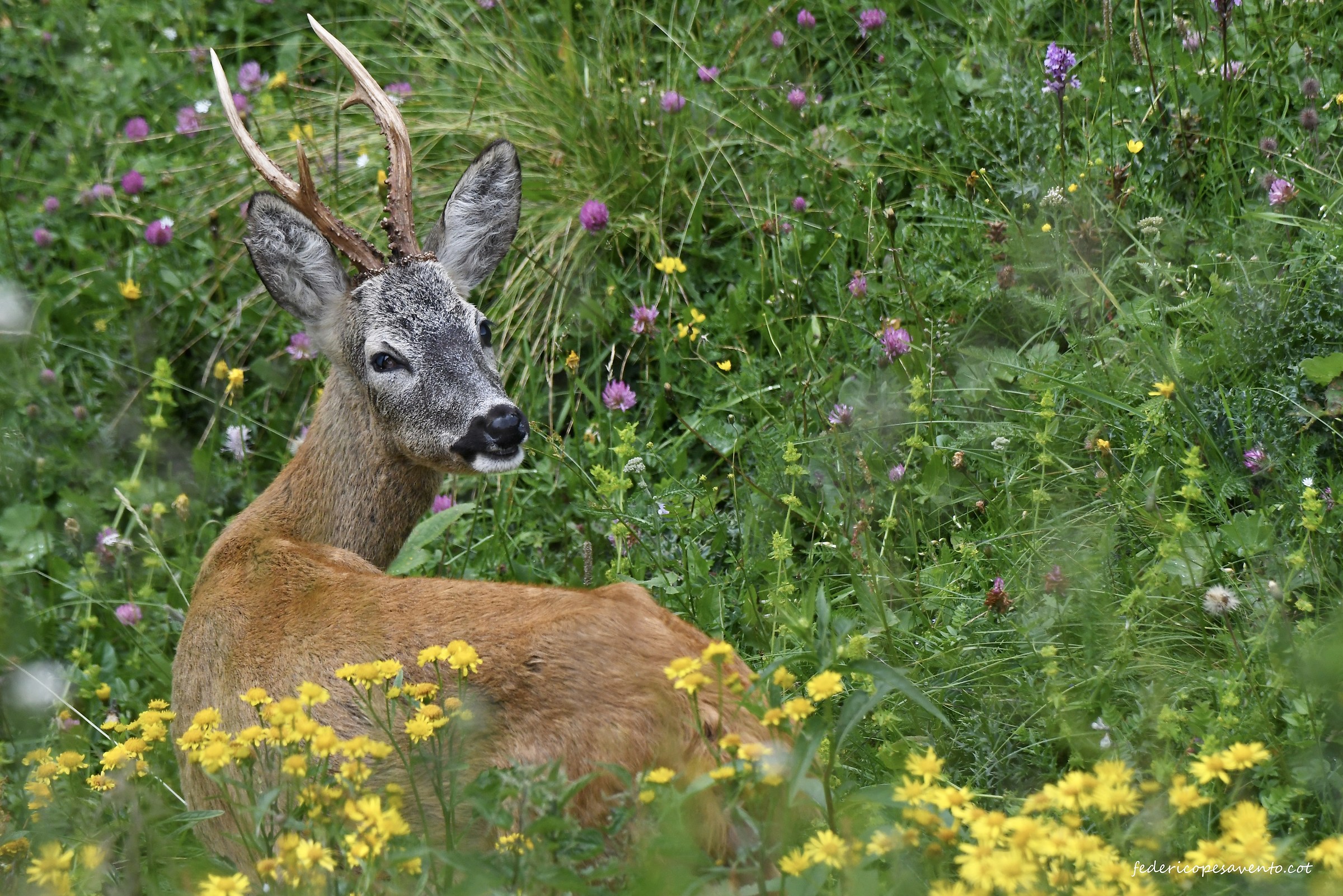 Male roe Deer