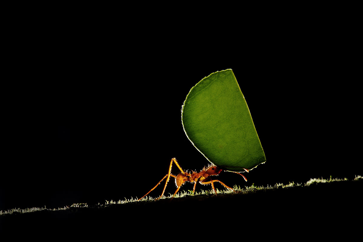 Leaf, Ant, Costa Rica