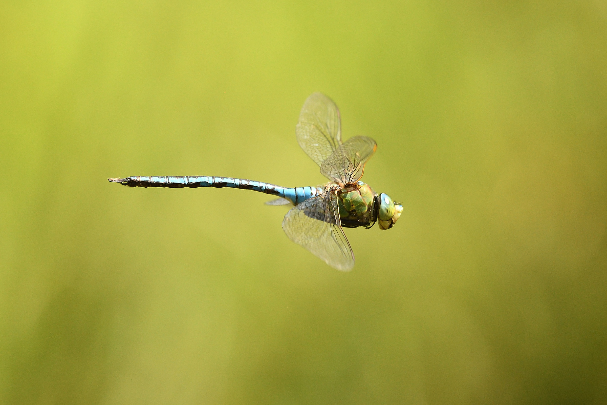 Anax imperator