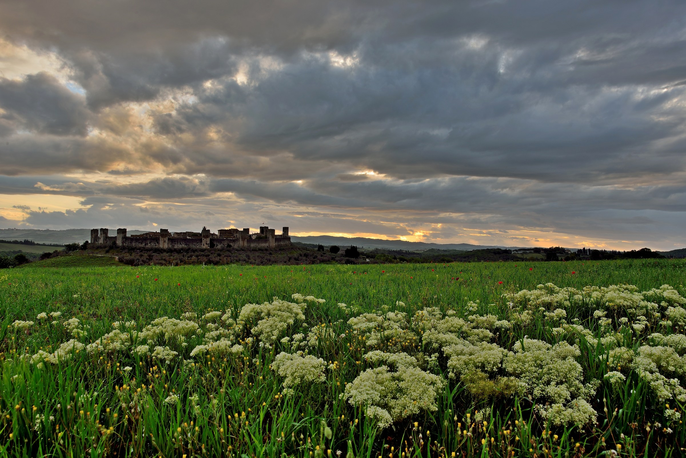 Field Flowers