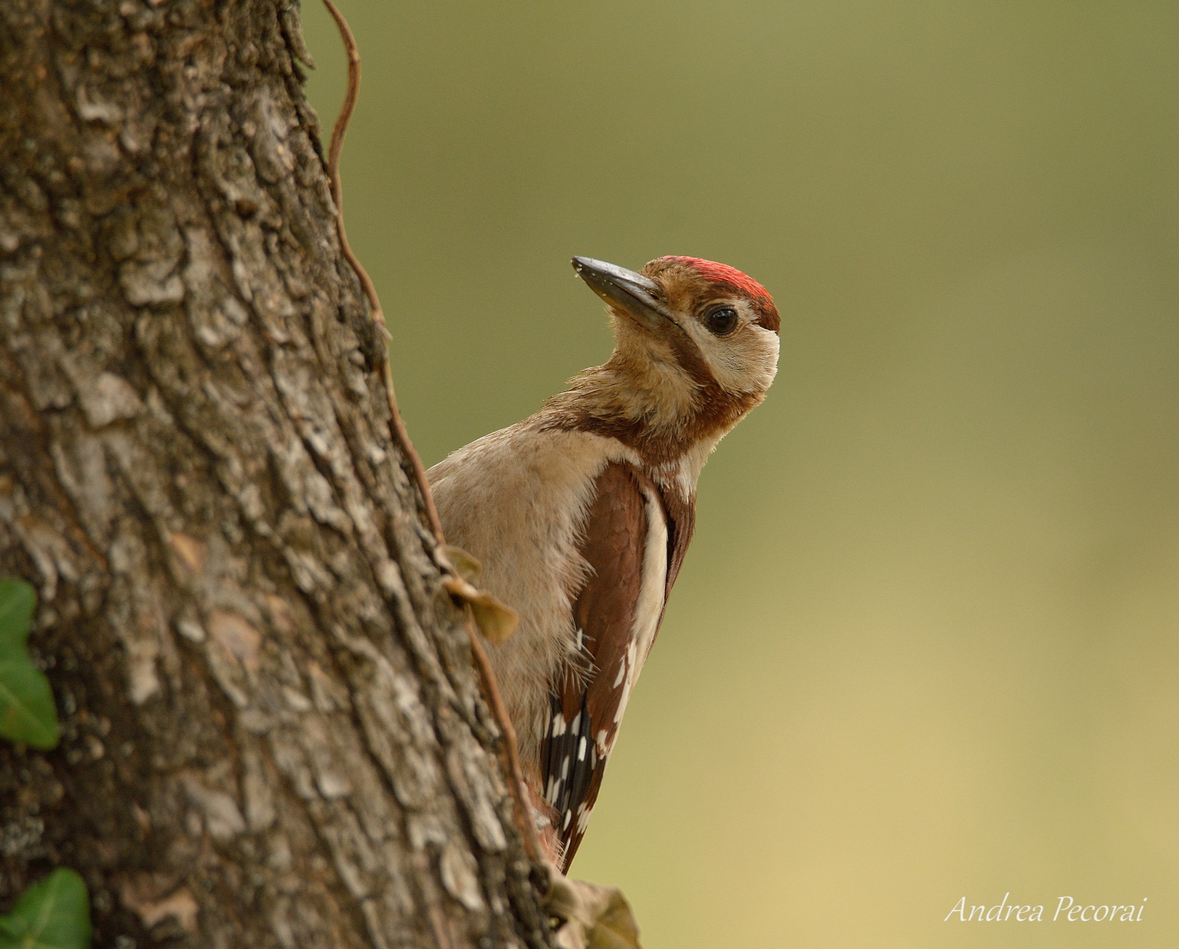 Red or brown woodpeckers?