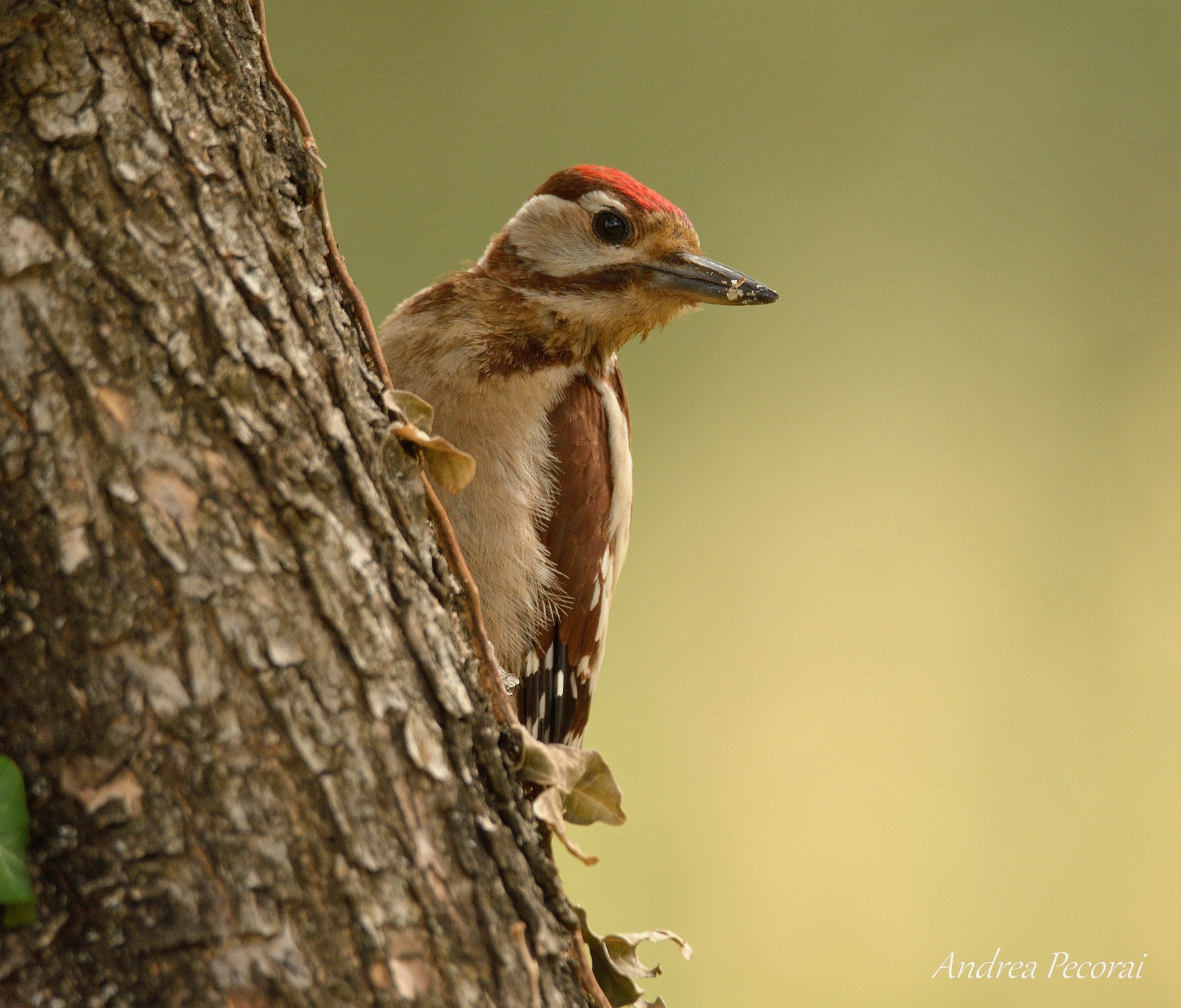 Red or brown woodpeckers?