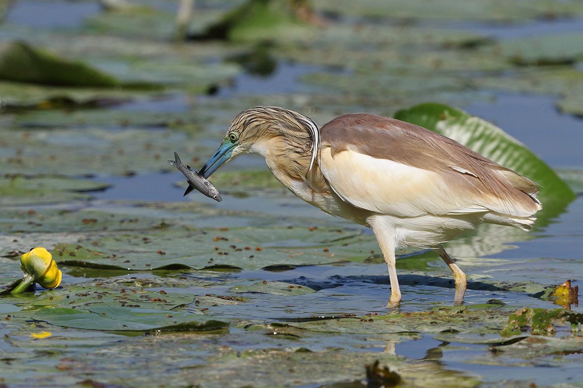 La sgarza ciuffetto a Torrile