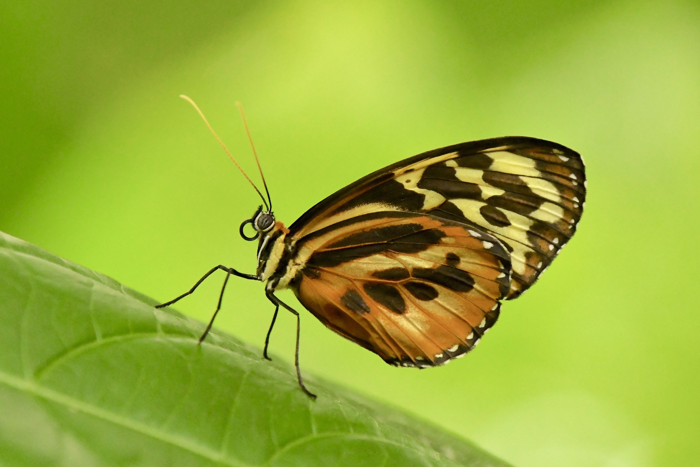Heliconius hecale