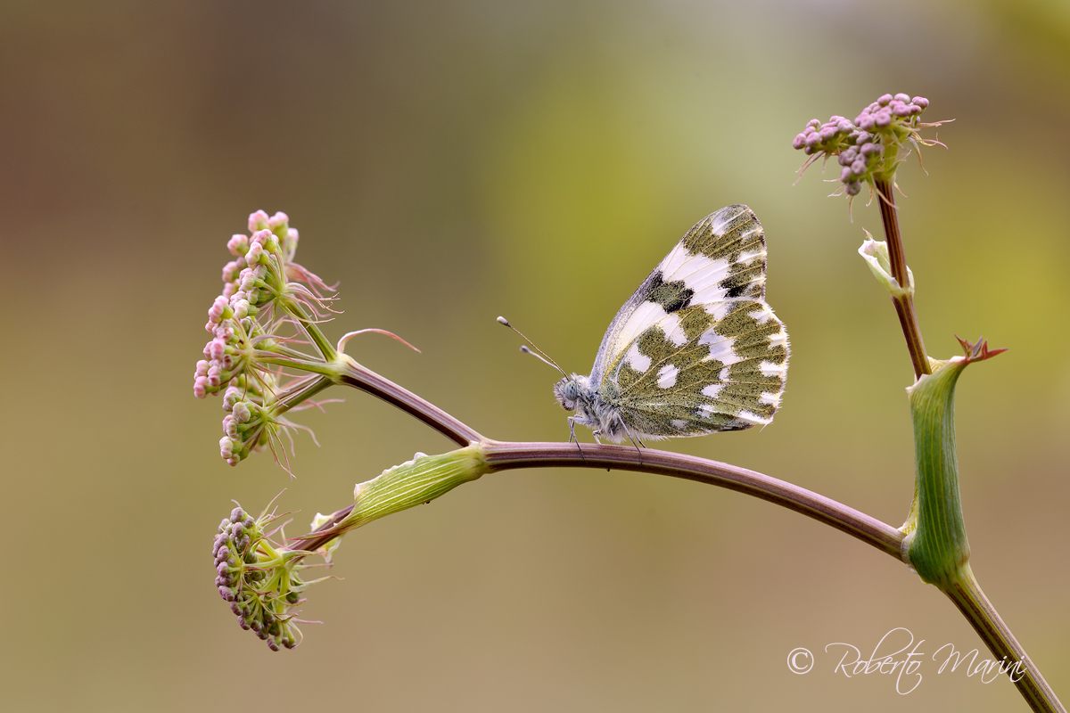 Pontia at the crossroads