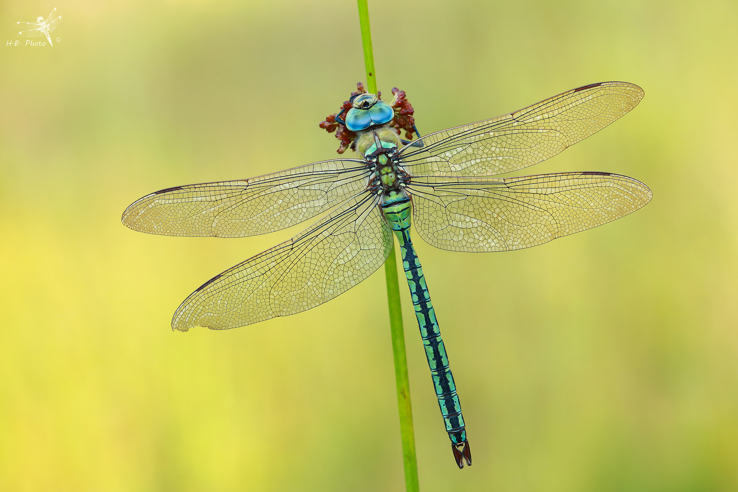 Anax imperator, uomo