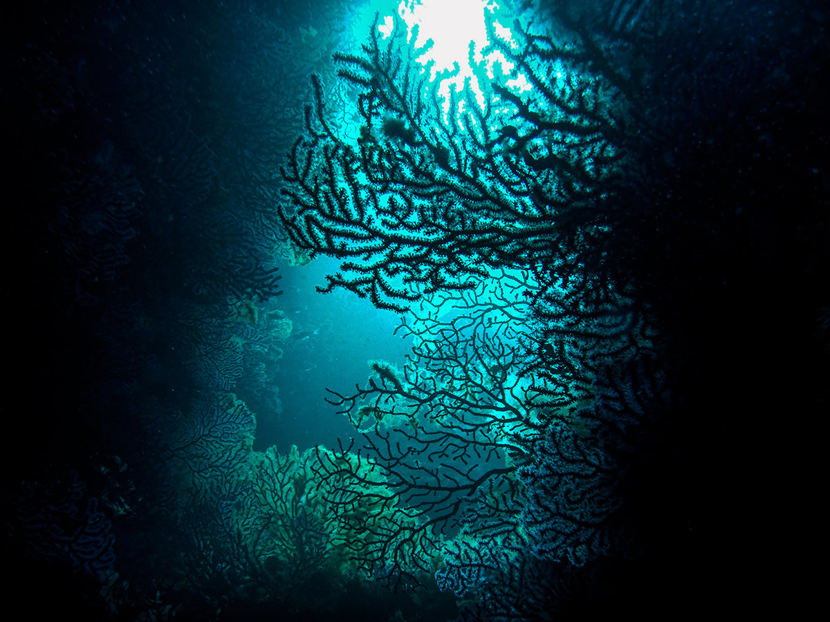 Gorgonias at Argentarola.