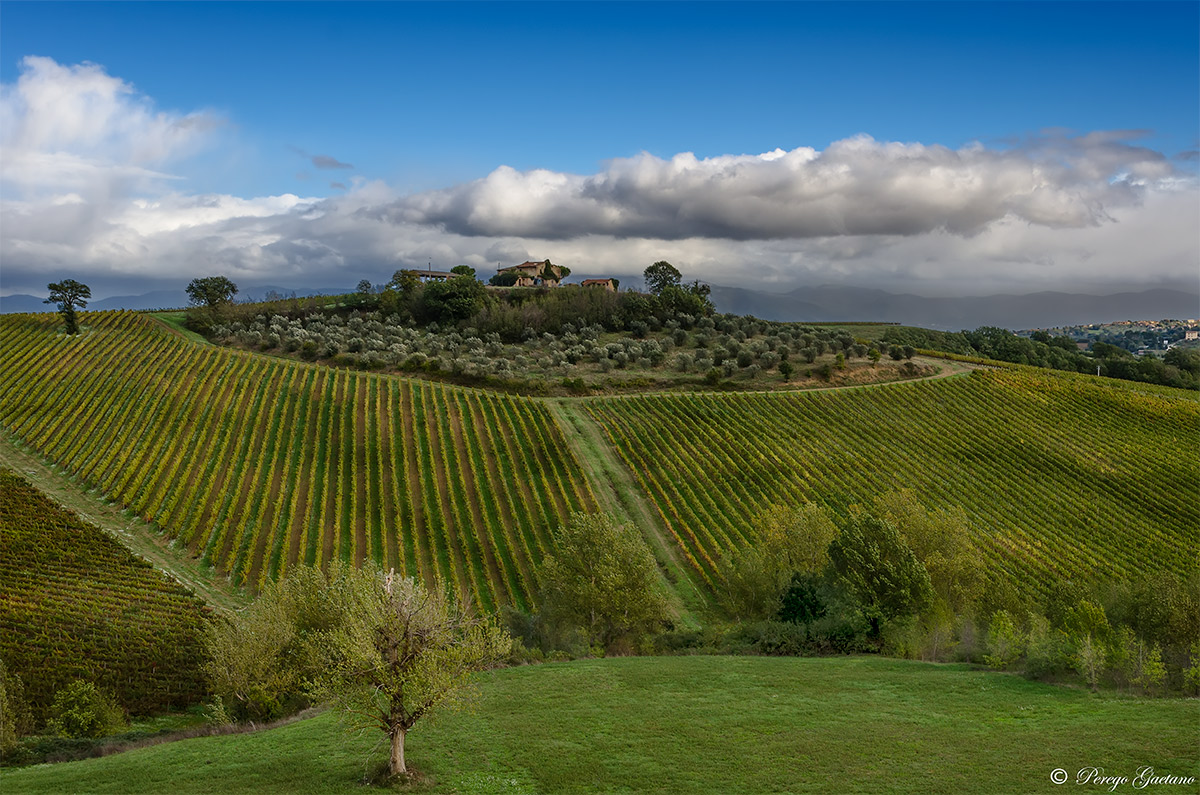 Vineyards and olive trees Umbrians 2